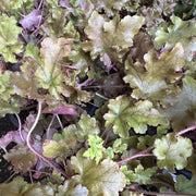Heuchera 'Marmalade'