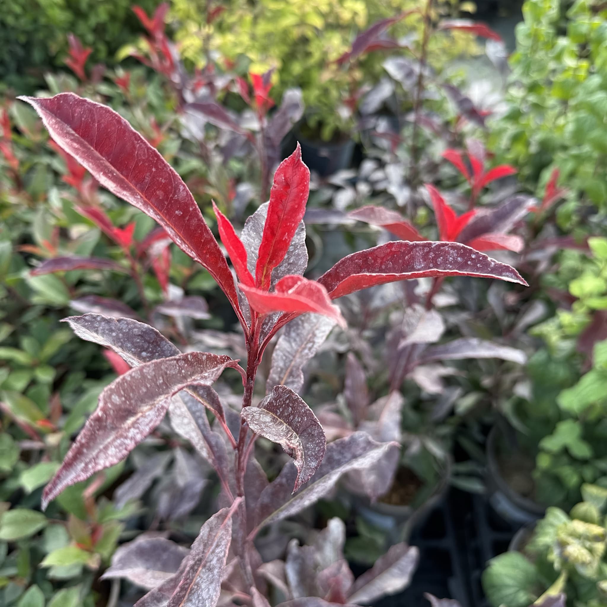 Photinia 'Blackberry Gem'