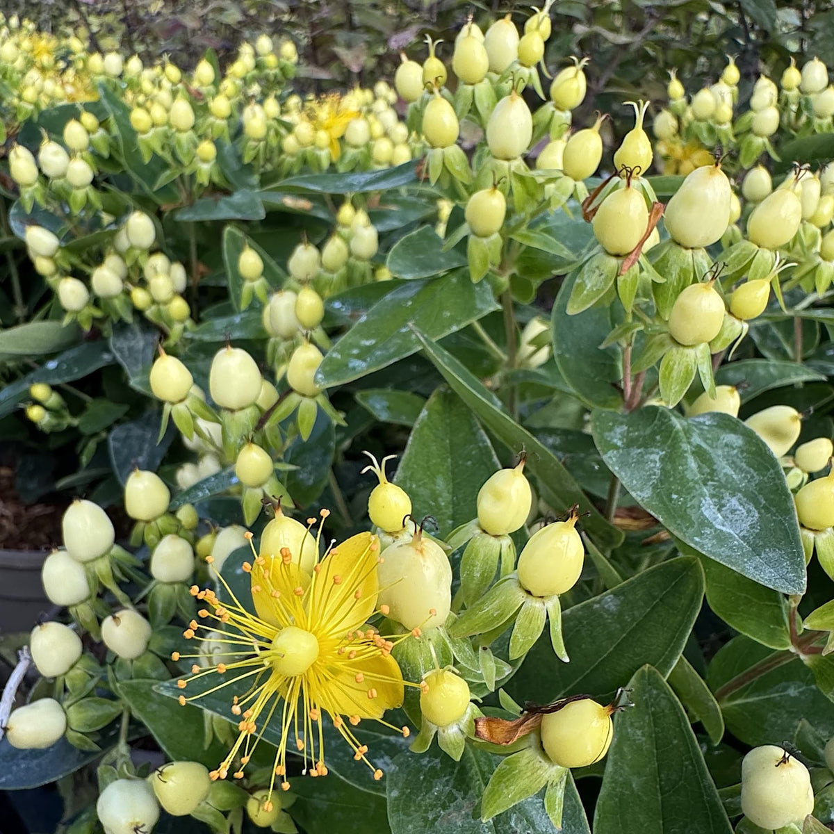 Hypericum 'Pocket Gems White'