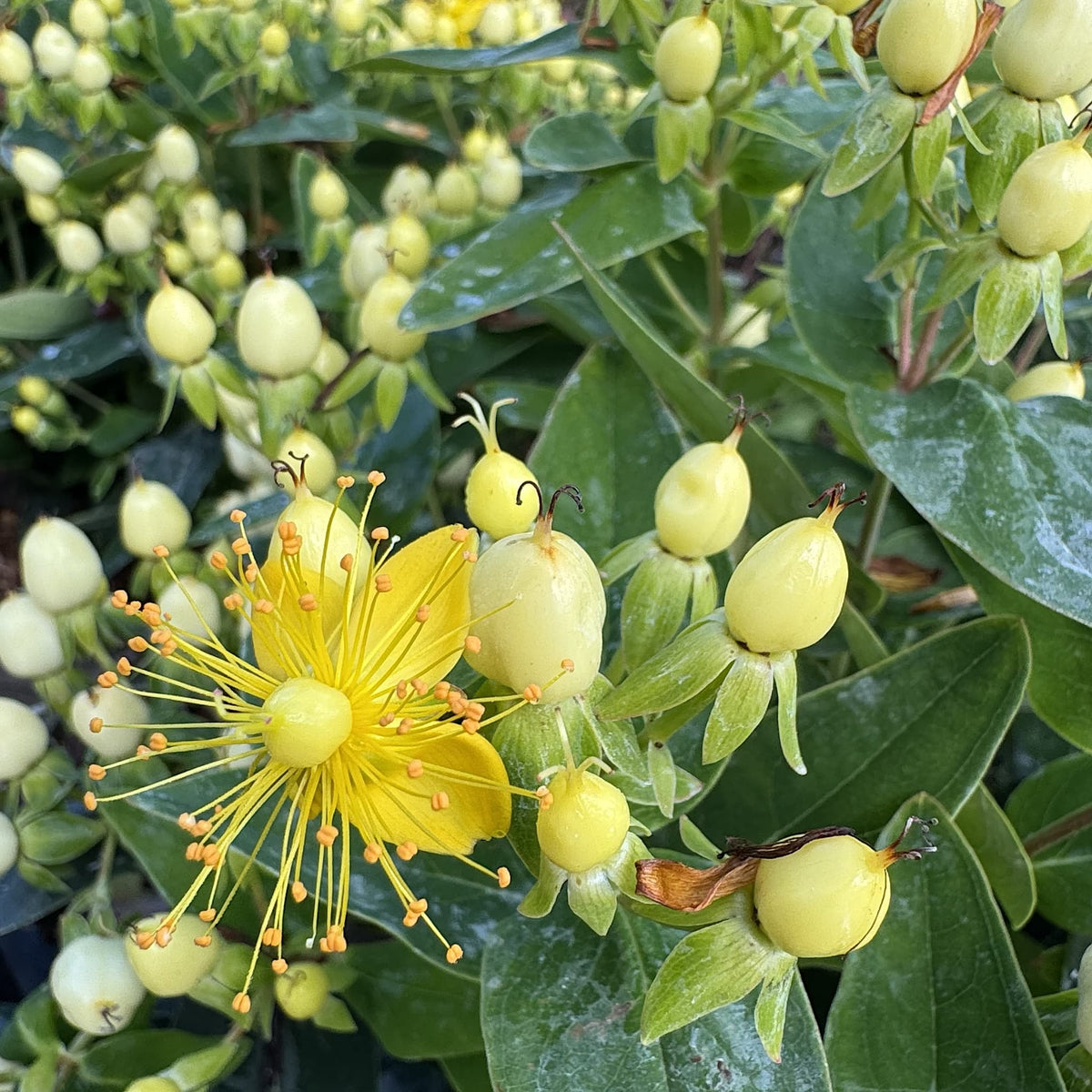 Hypericum 'Pocket Gems White'