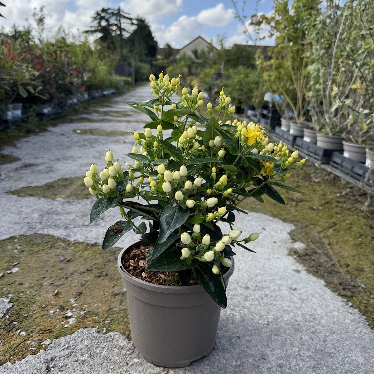 Hypericum 'Pocket Gems White'