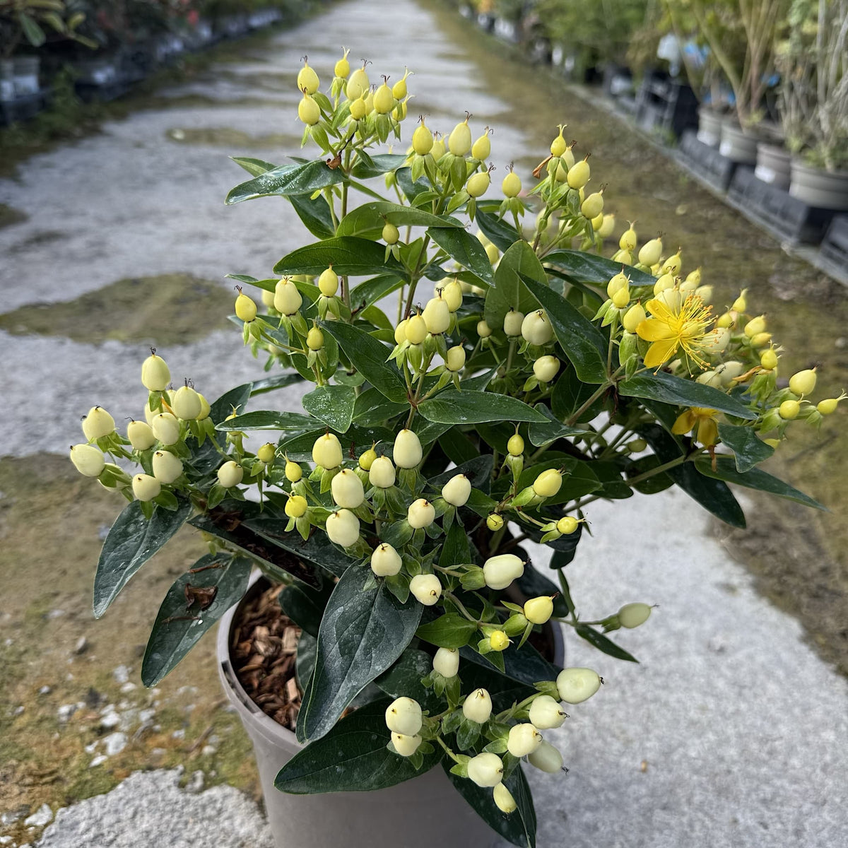 Hypericum 'Pocket Gems White'