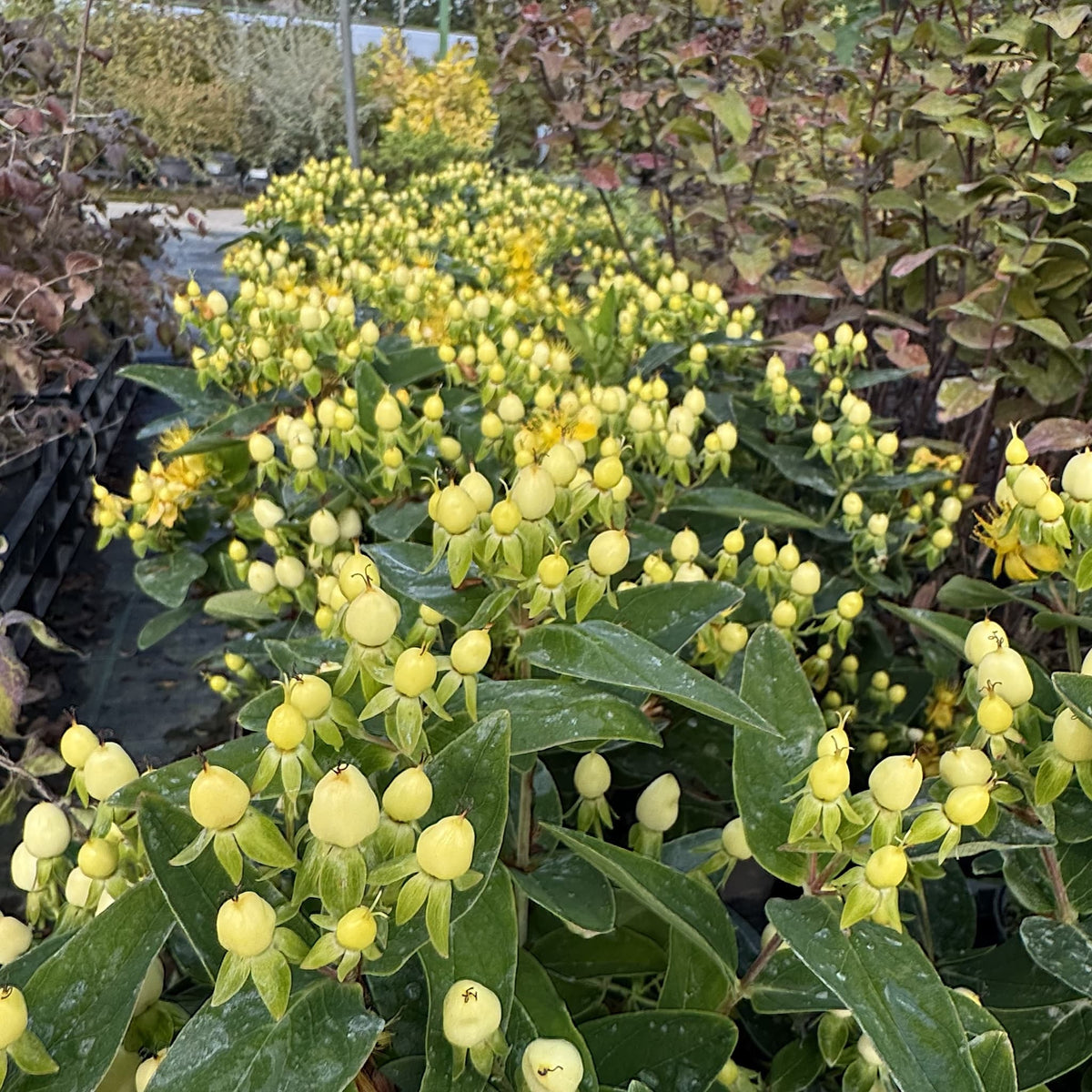 Hypericum 'Pocket Gems White'