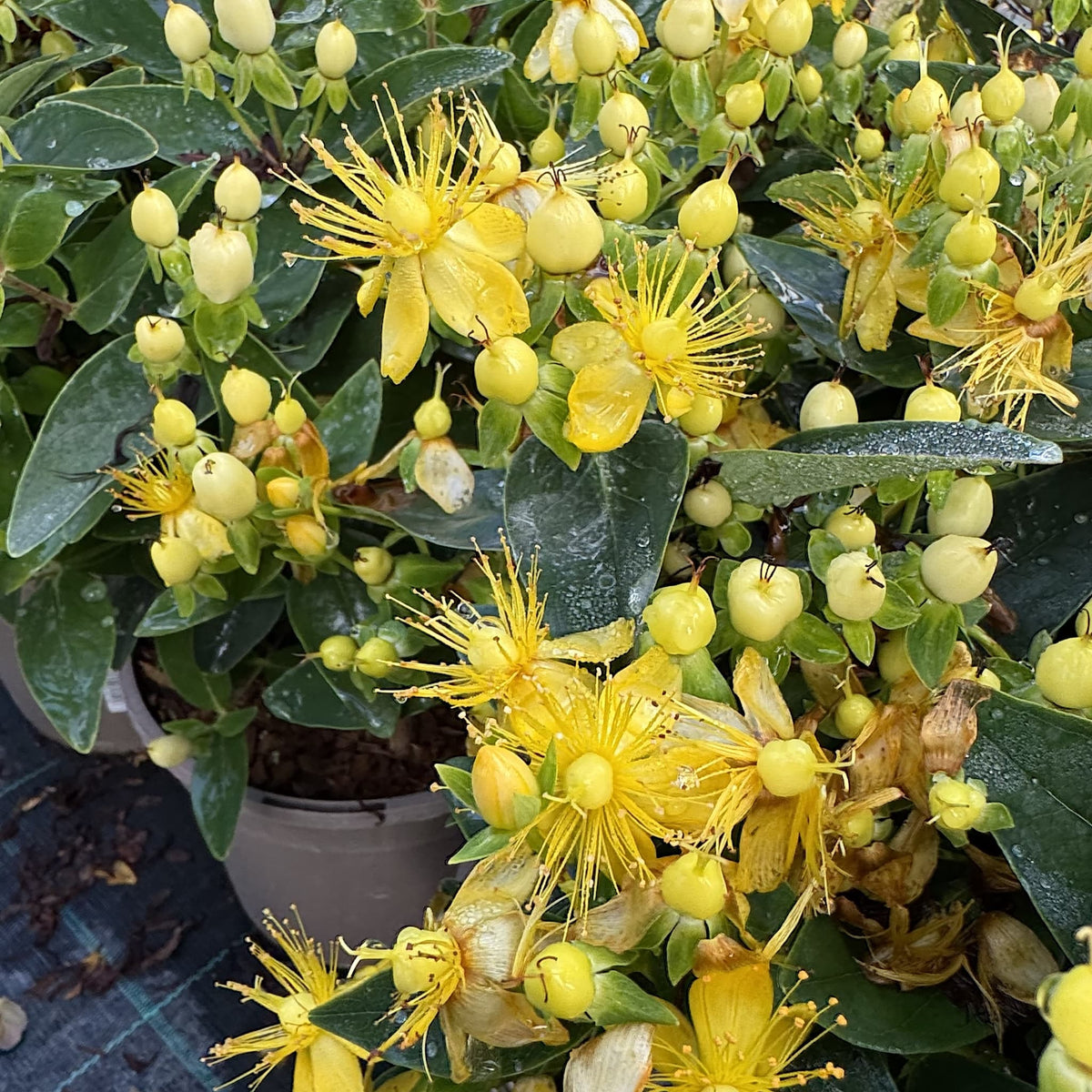 Hypericum 'Pocket Gems White'