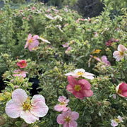 Potentilla frut. 'Bellissima'