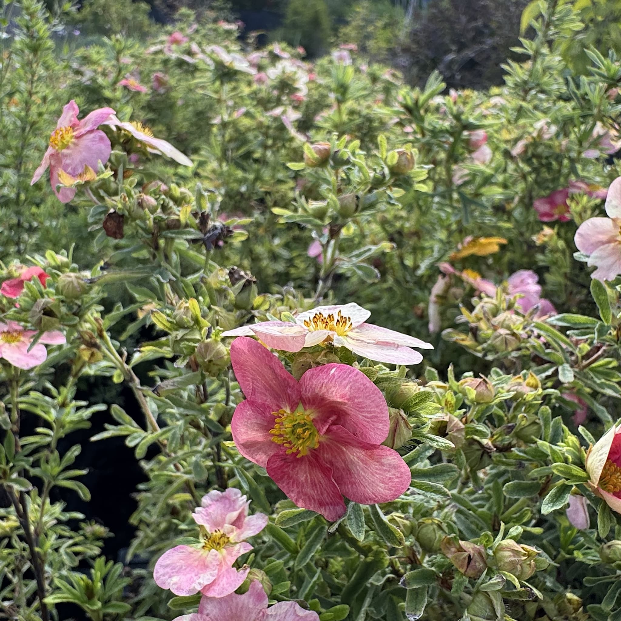Potentilla frut. 'Bellissima'