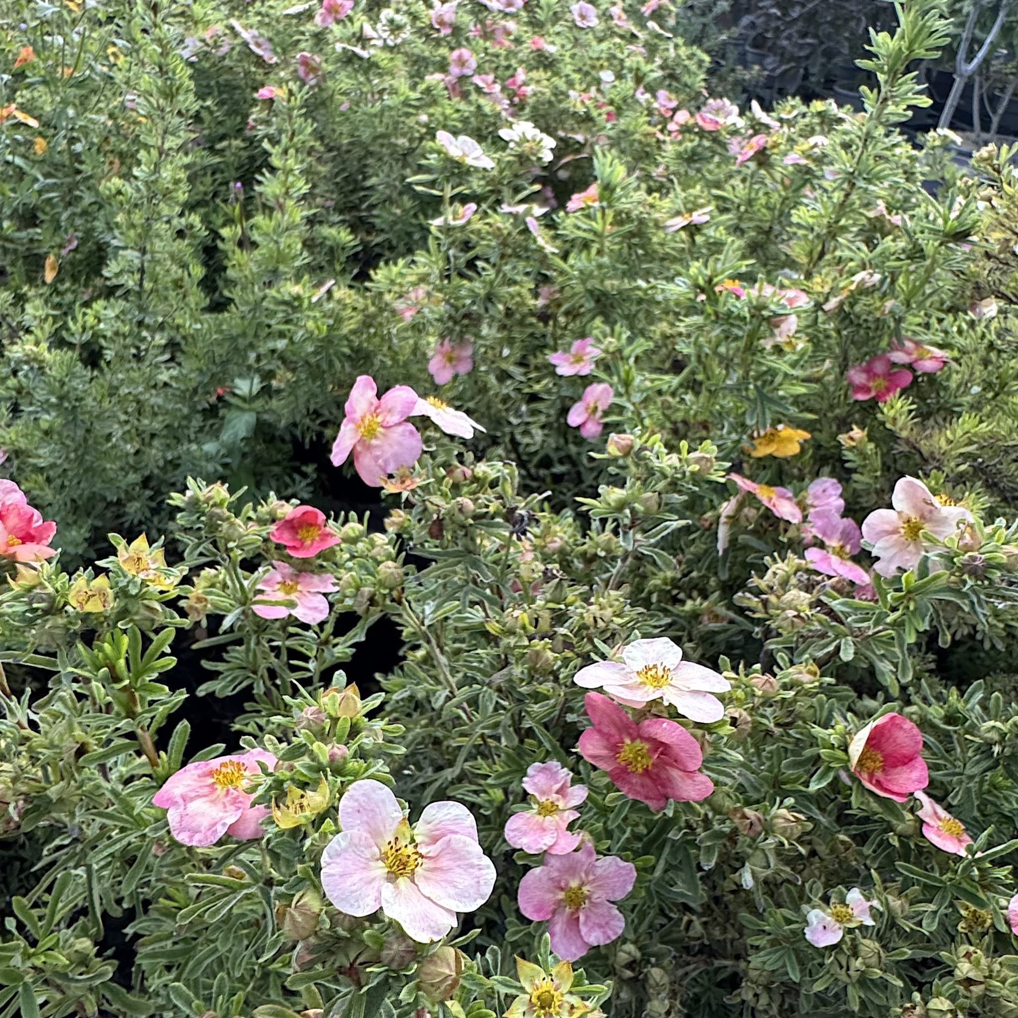 Potentilla frut. 'Bellissima'