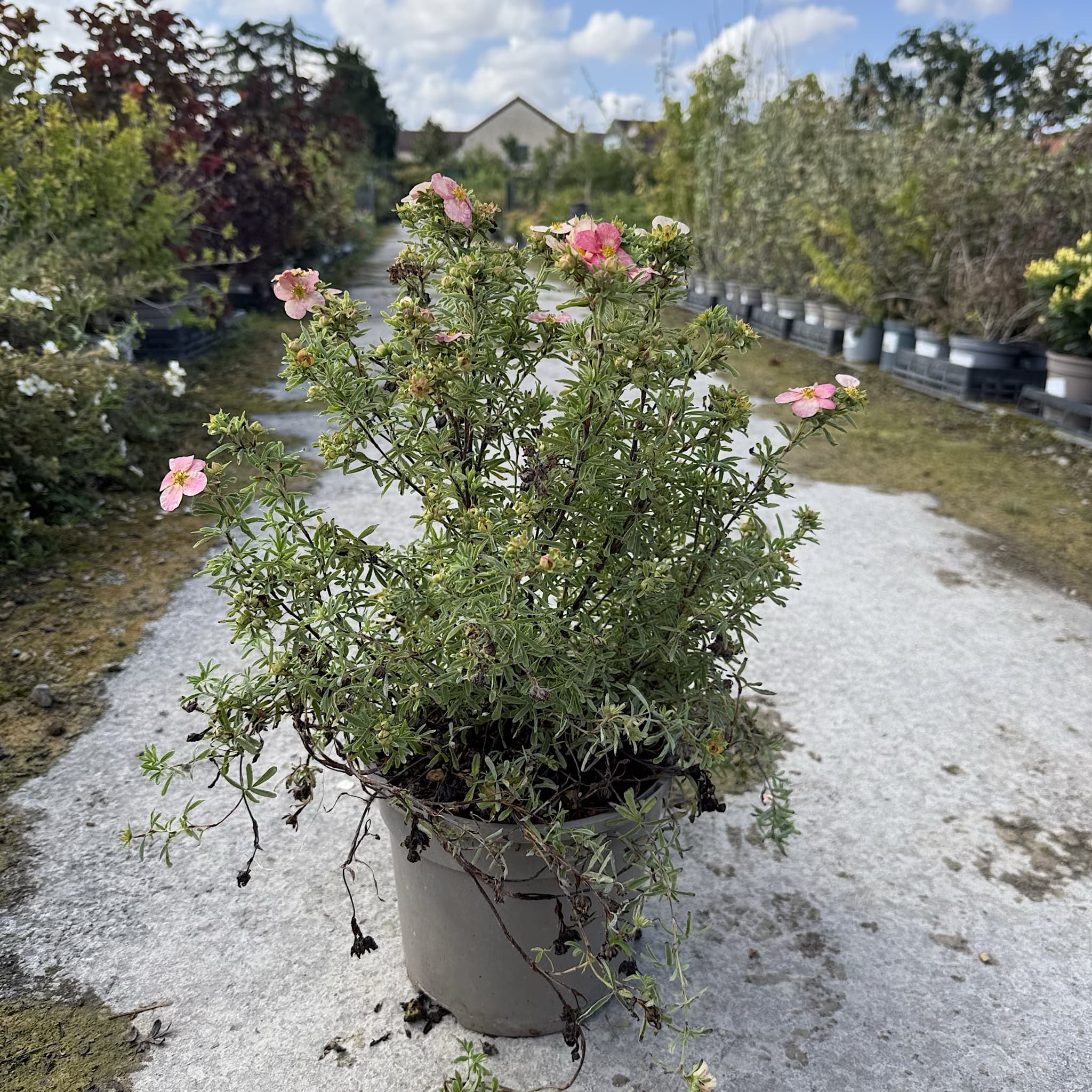 Potentilla frut. 'Bellissima'
