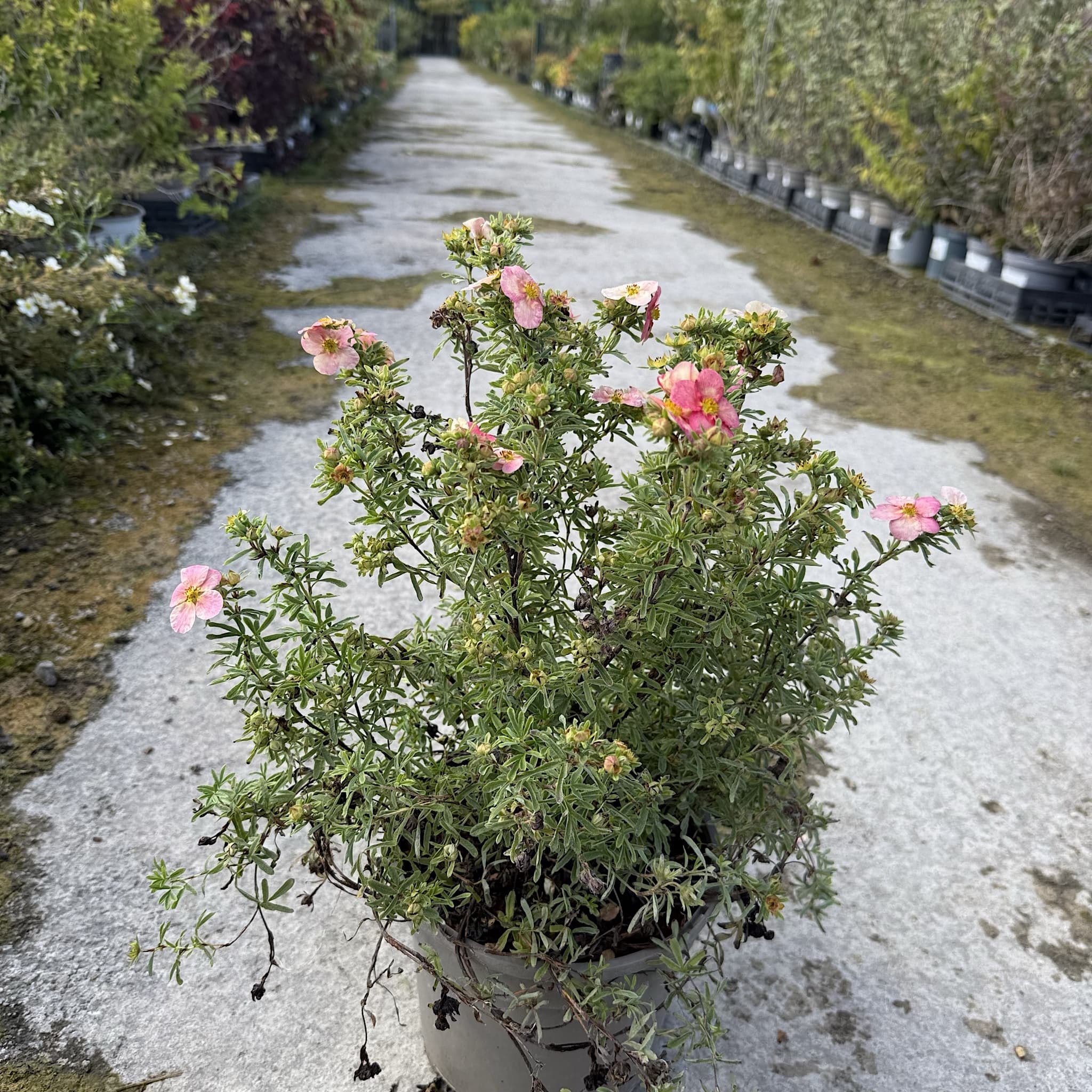 Potentilla frut. 'Bellissima'