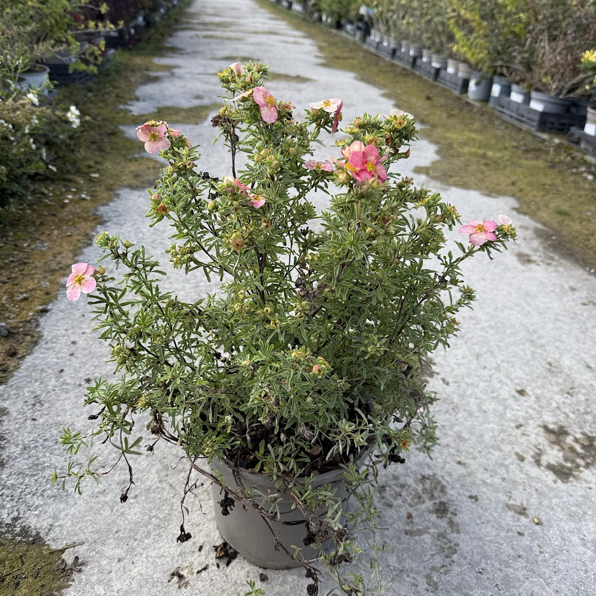 Potentilla frut. 'Bellissima'