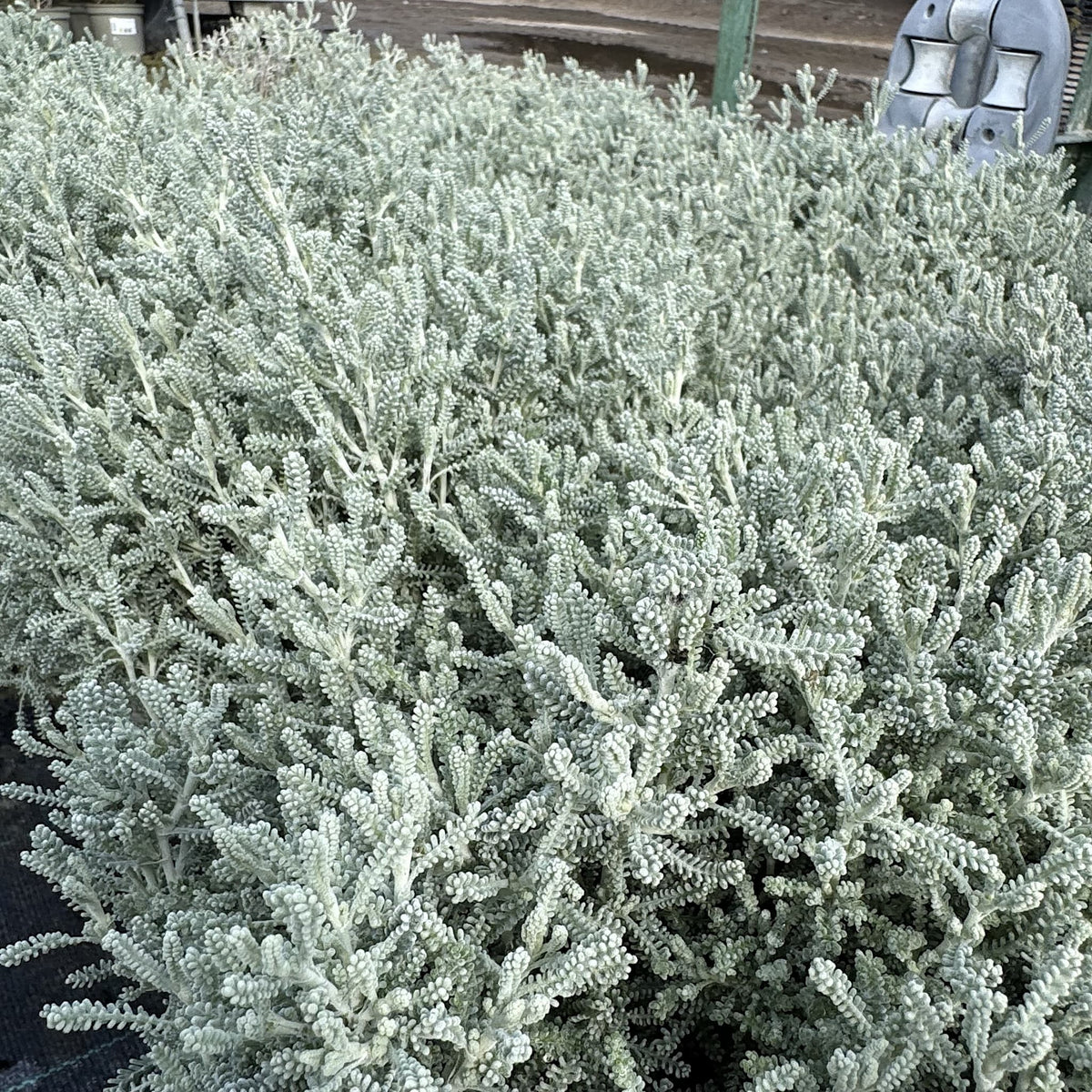 Santolina chamaecyparissus