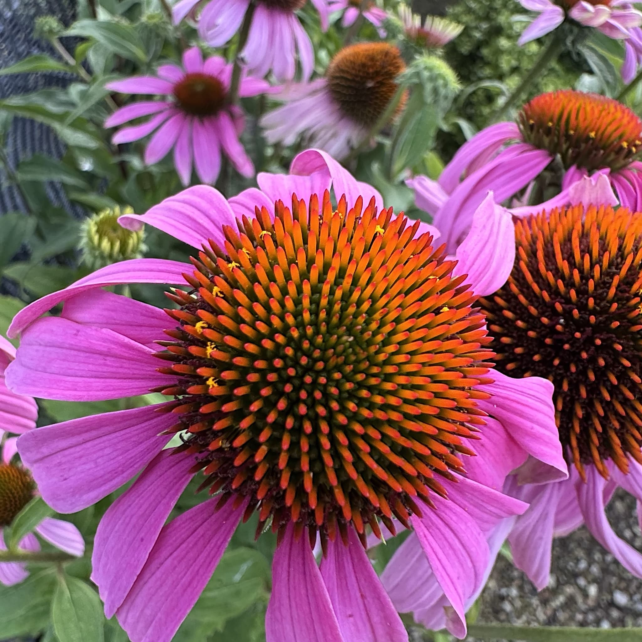 Echinacea purpurea