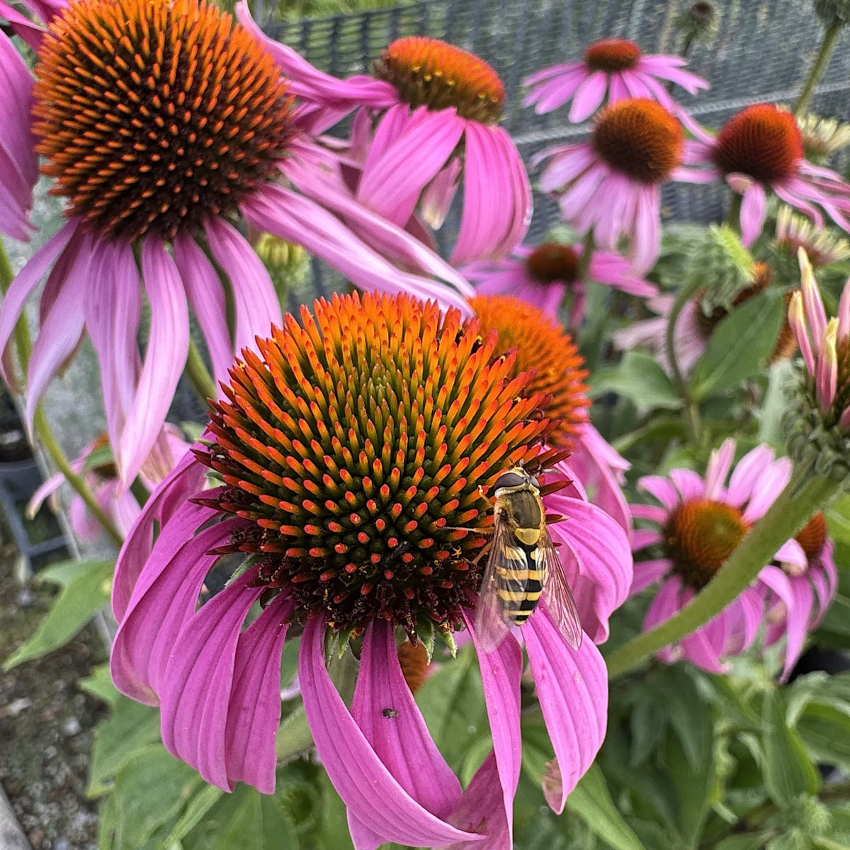 Echinacea purpurea