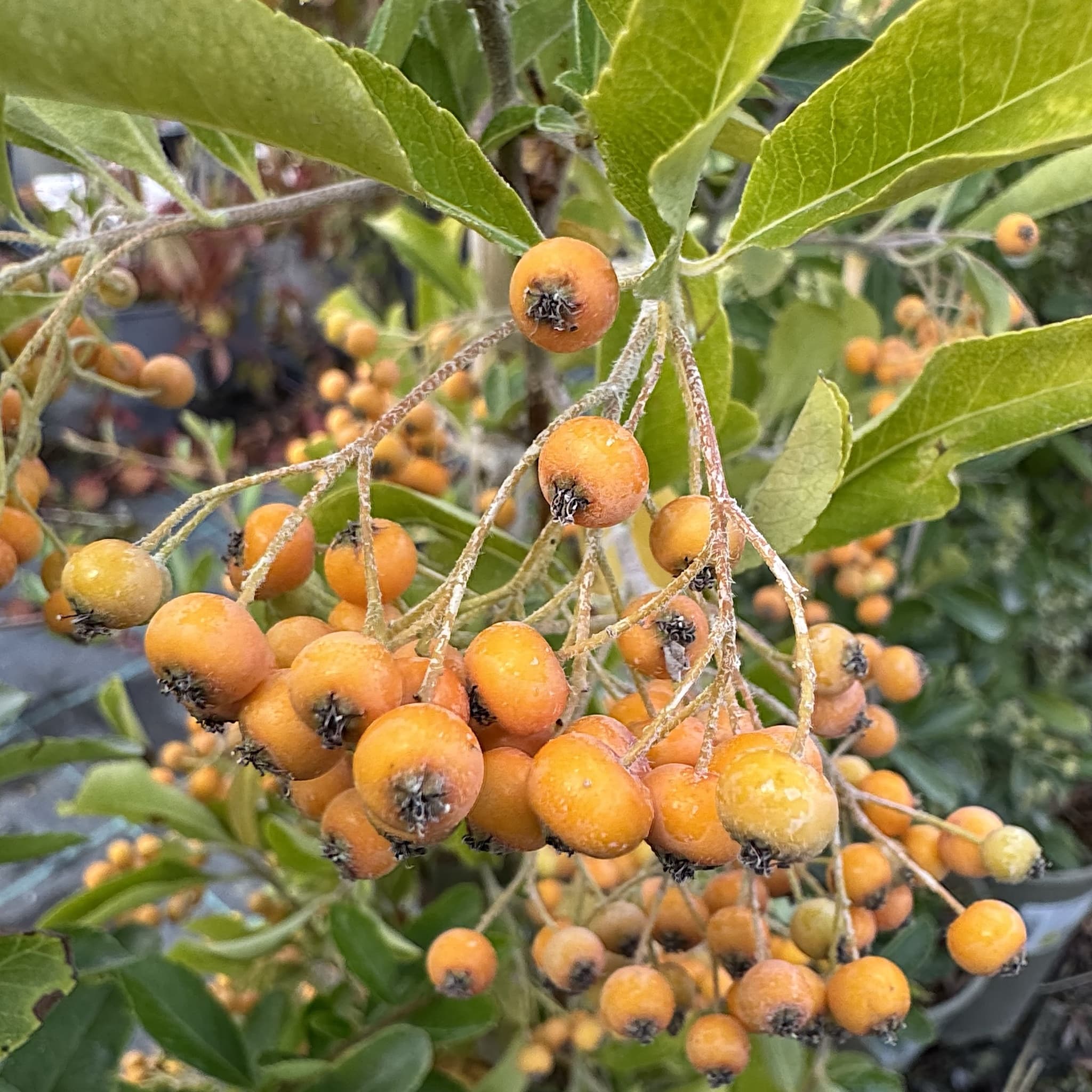 Pyracantha 'Orange Glow'