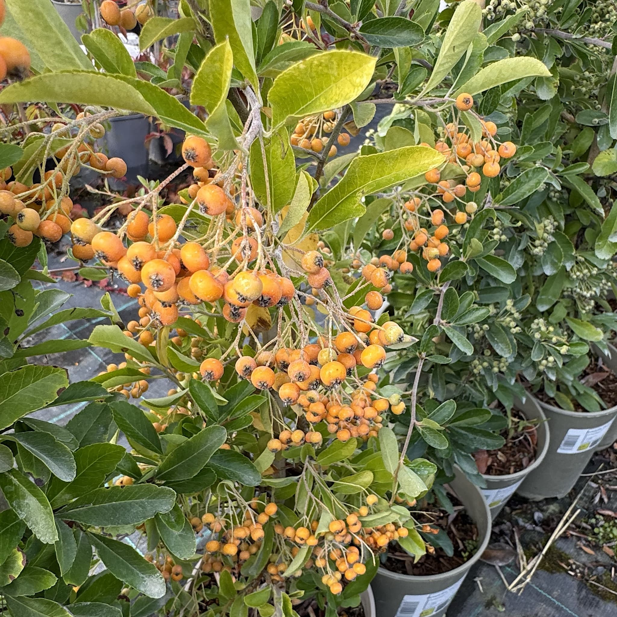 Pyracantha 'Orange Glow'