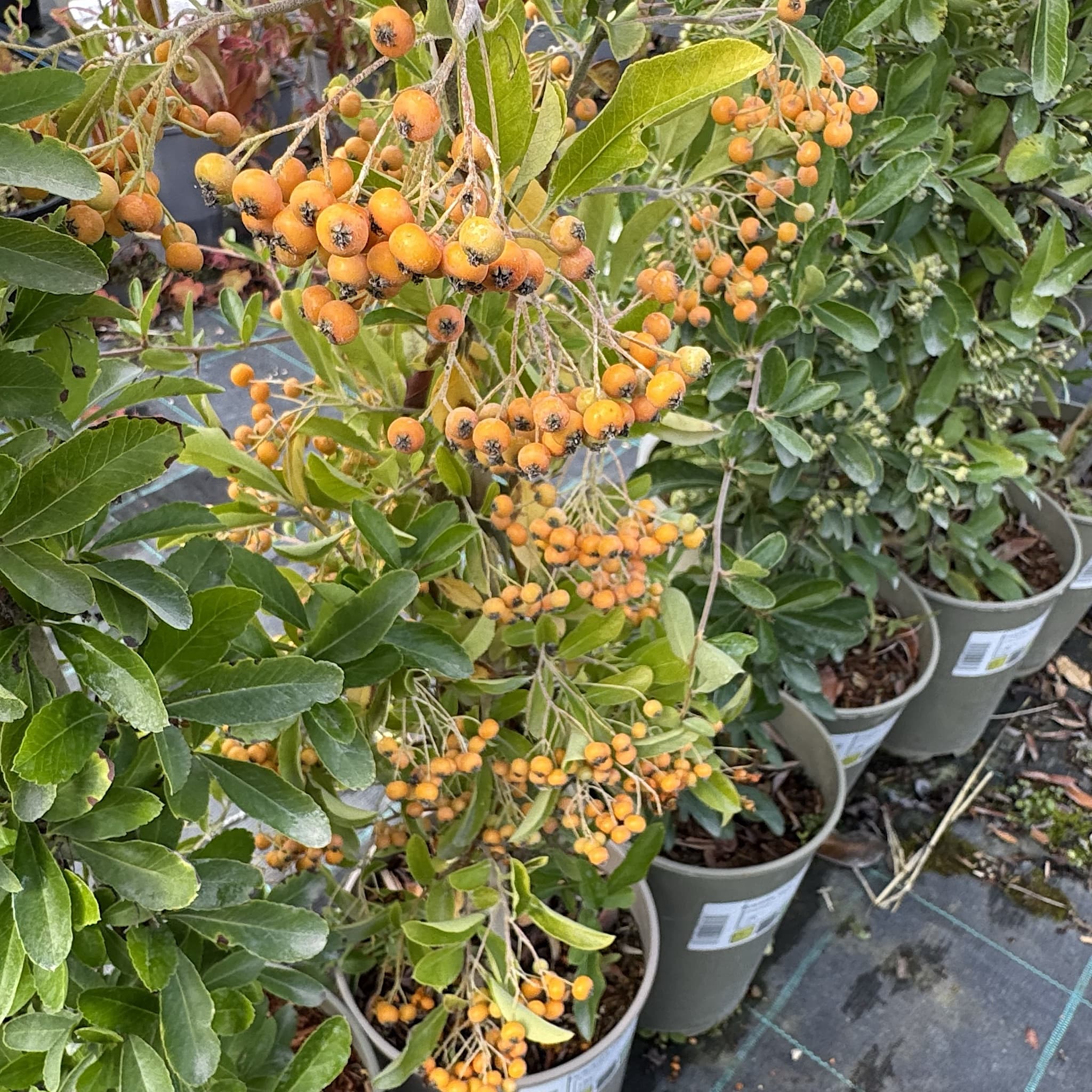 Pyracantha 'Orange Glow'
