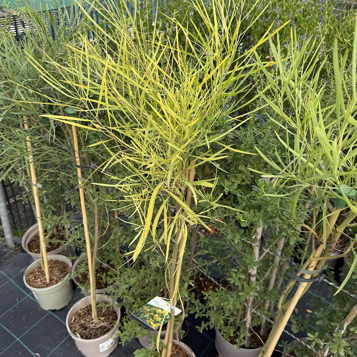 Acacia retinodes