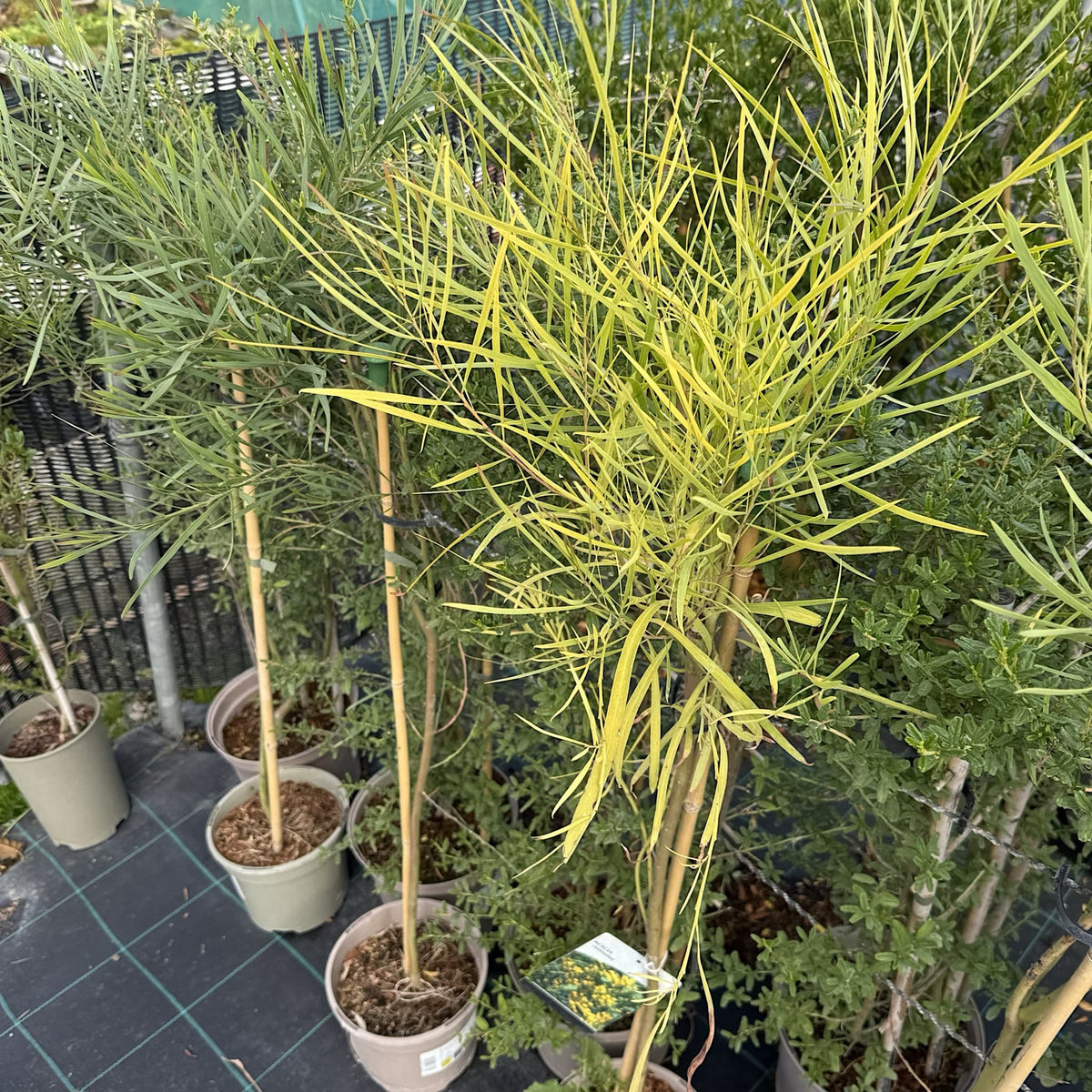 Acacia retinodes