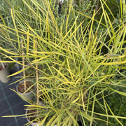 Acacia retinodes