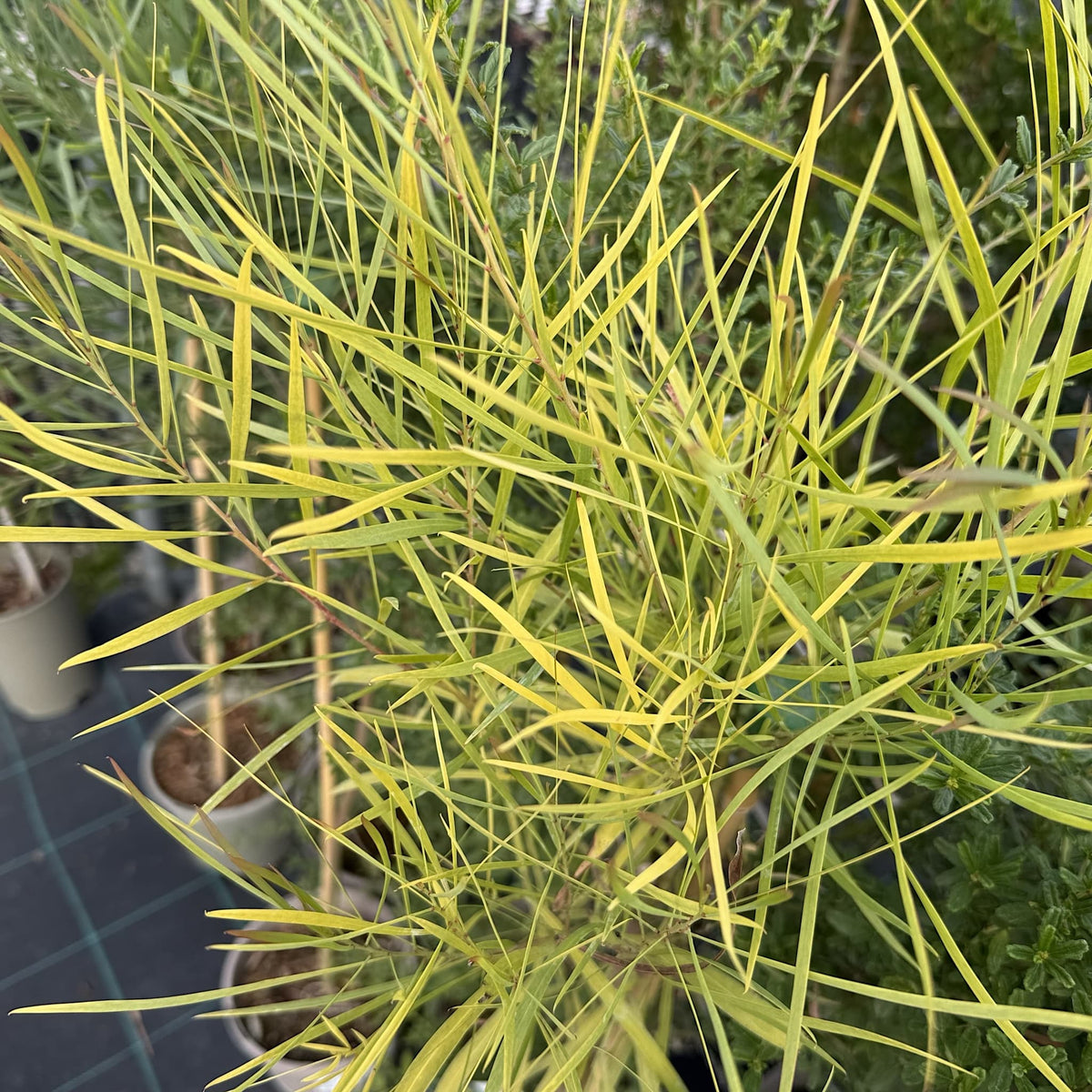 Acacia retinodes