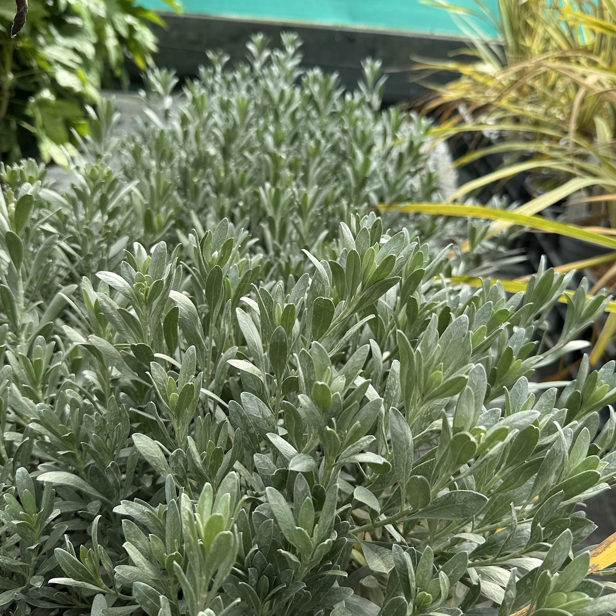 Convolvulus cneorum