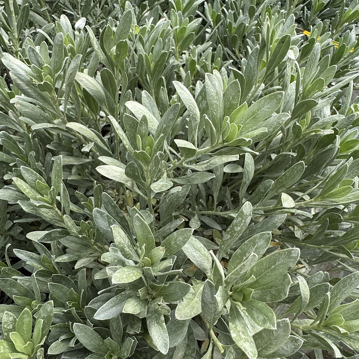 Convolvulus cneorum