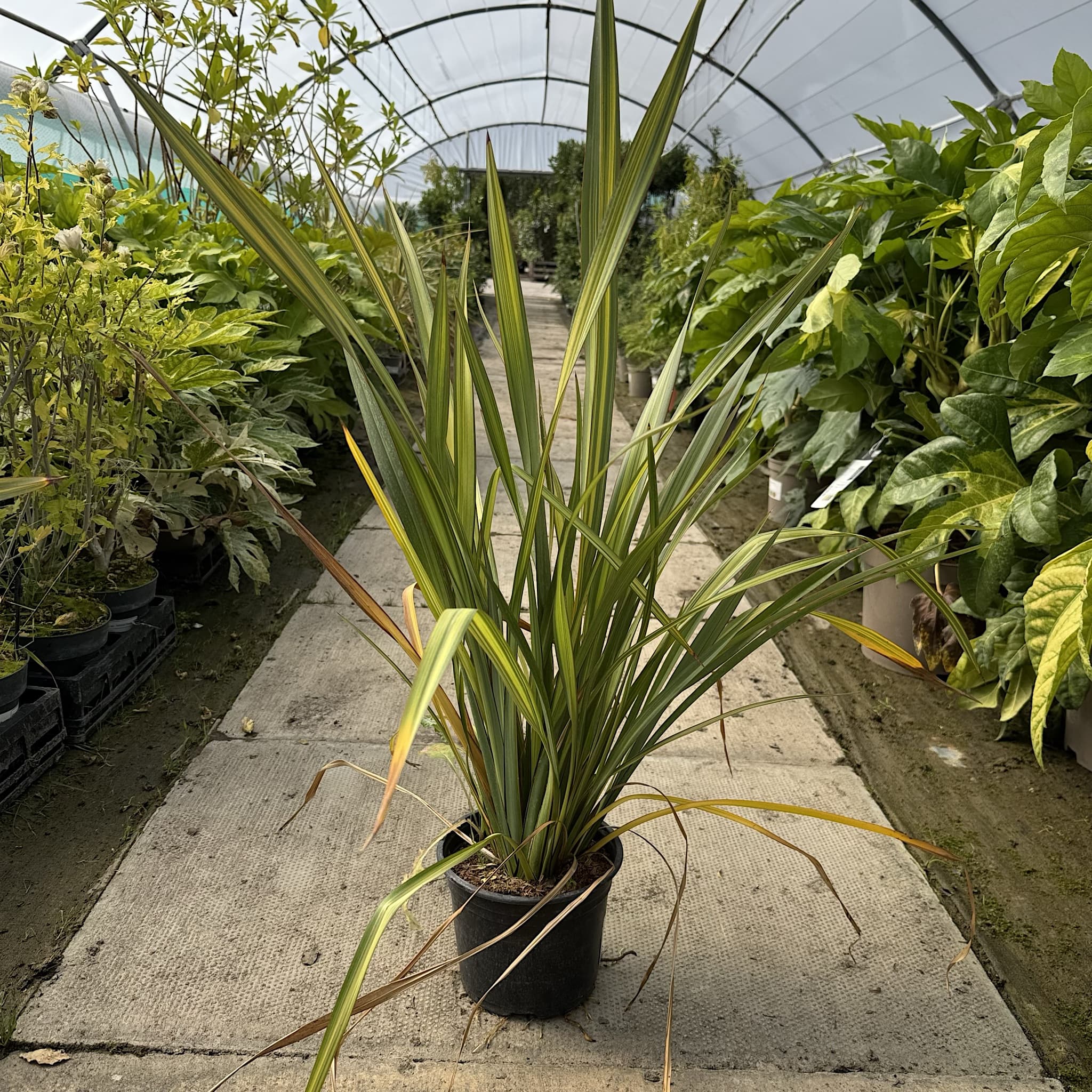 Phormium 'Apricot Queen'