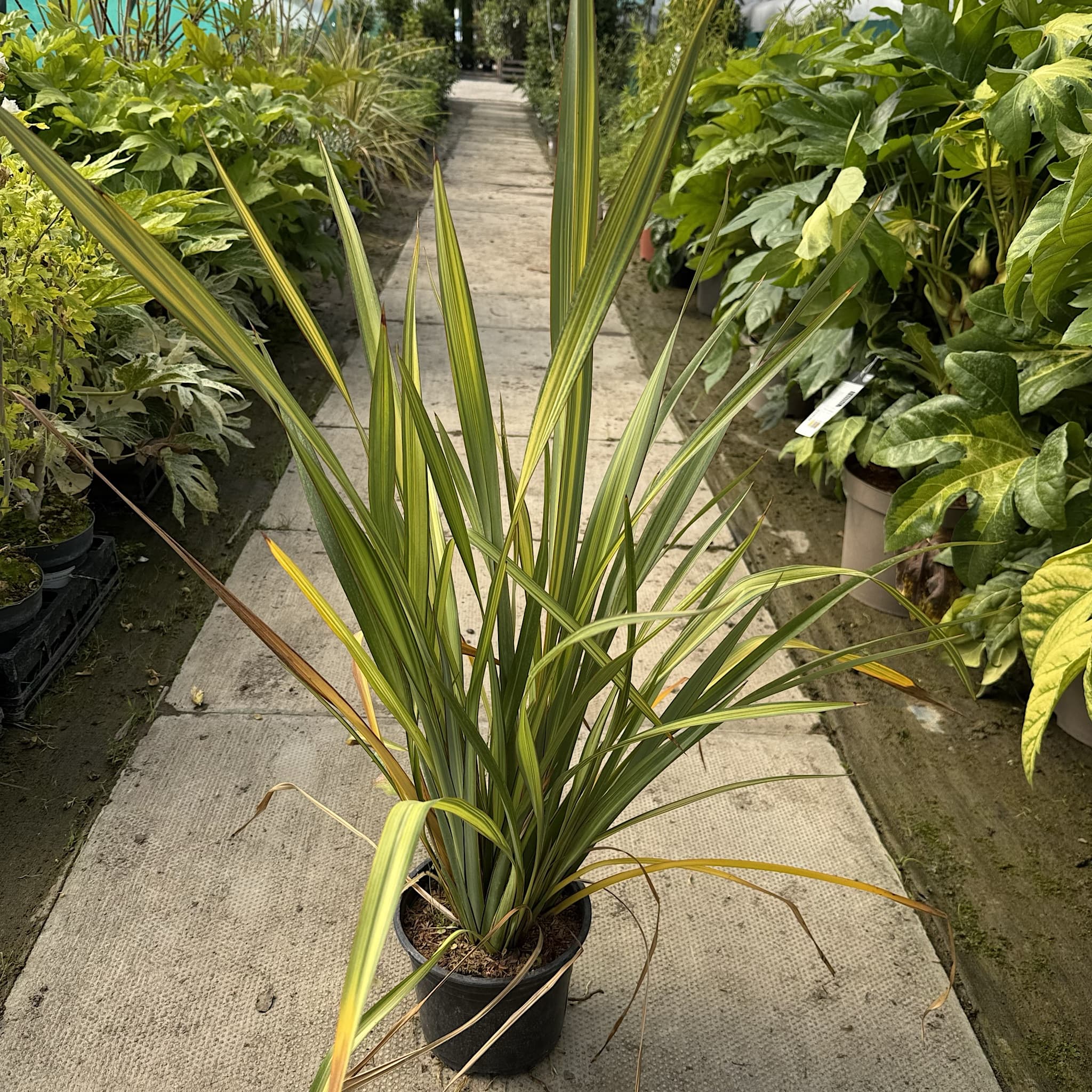 Phormium 'Apricot Queen'