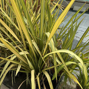 Phormium 'Apricot Queen'