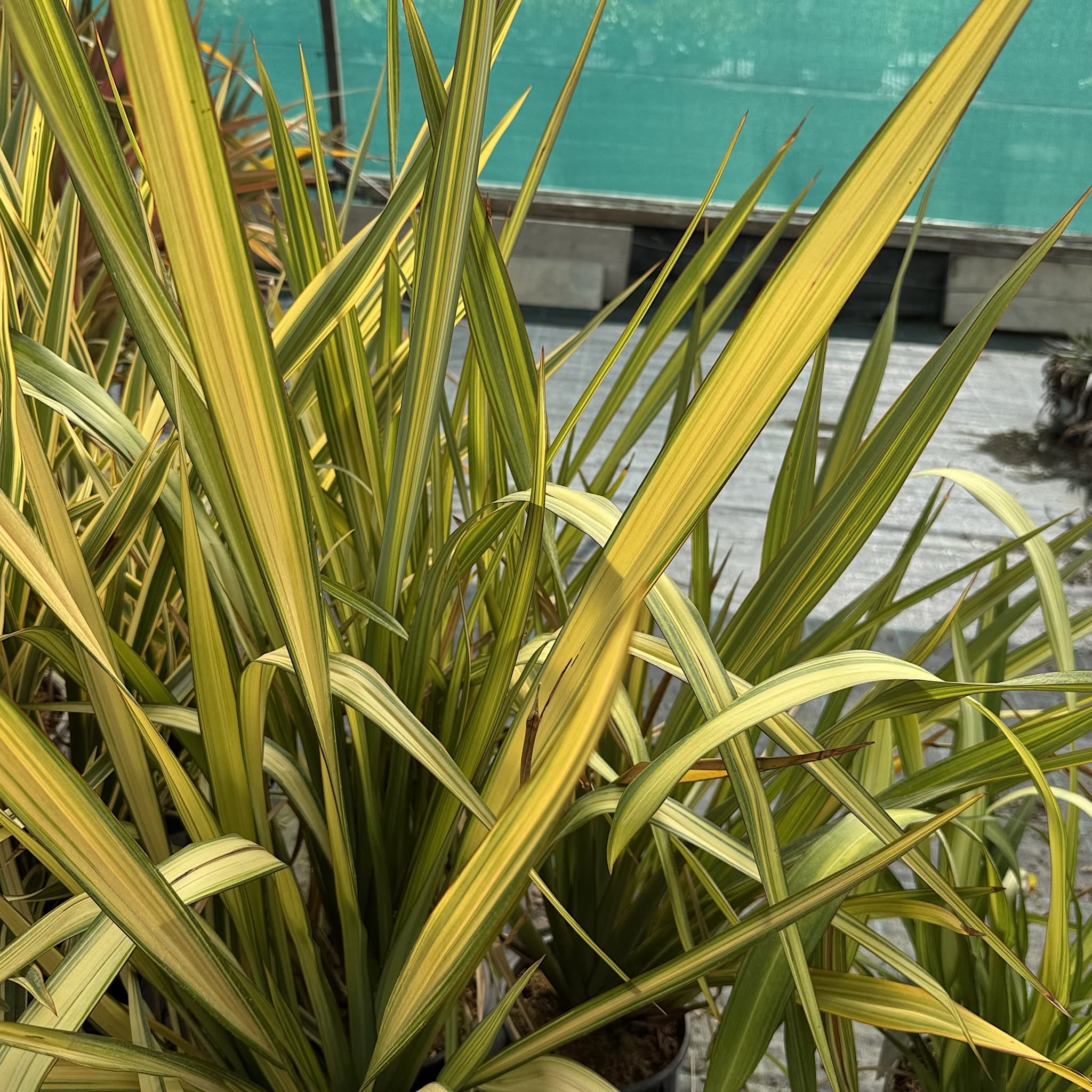 Phormium 'Apricot Queen'