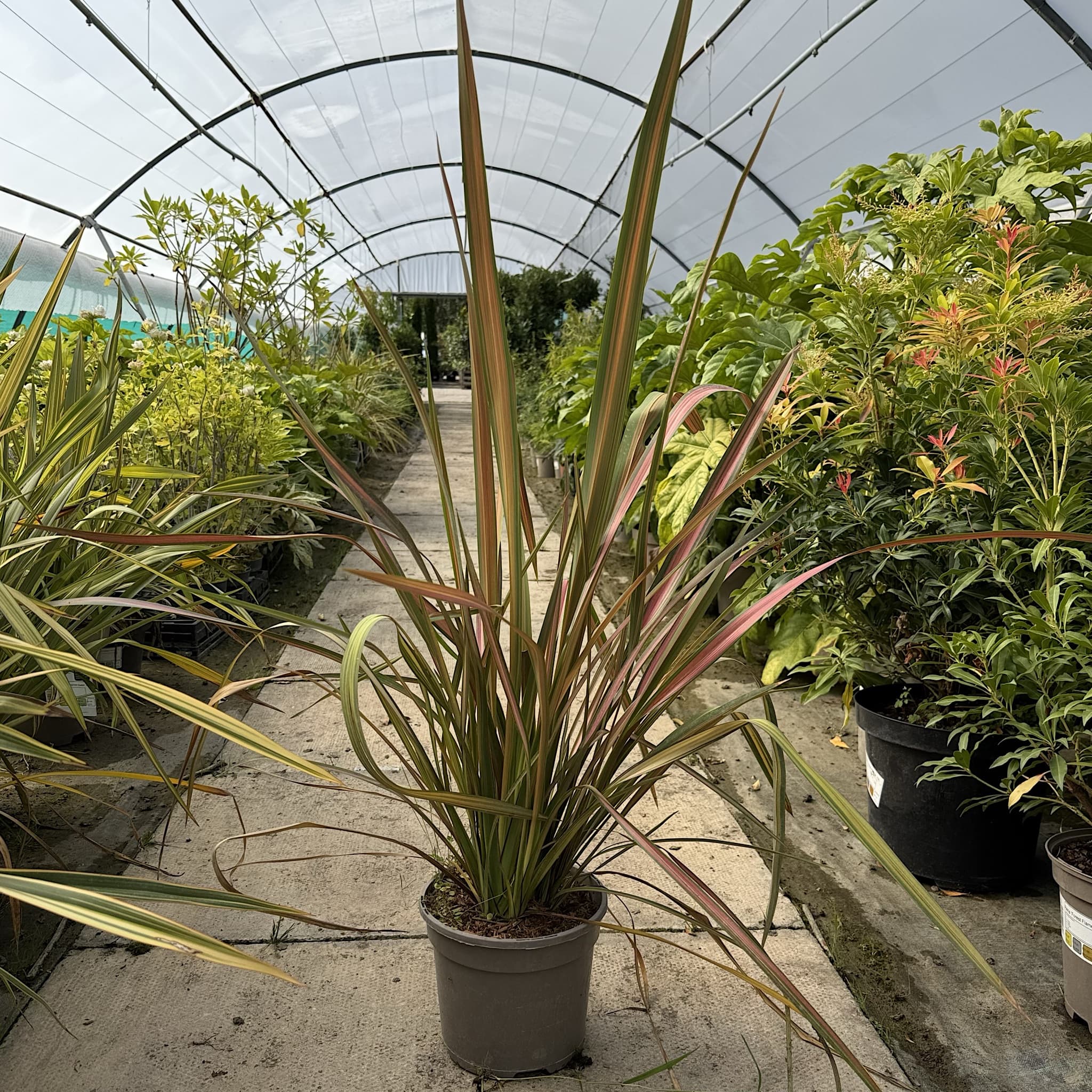 Phormium 'Jester'