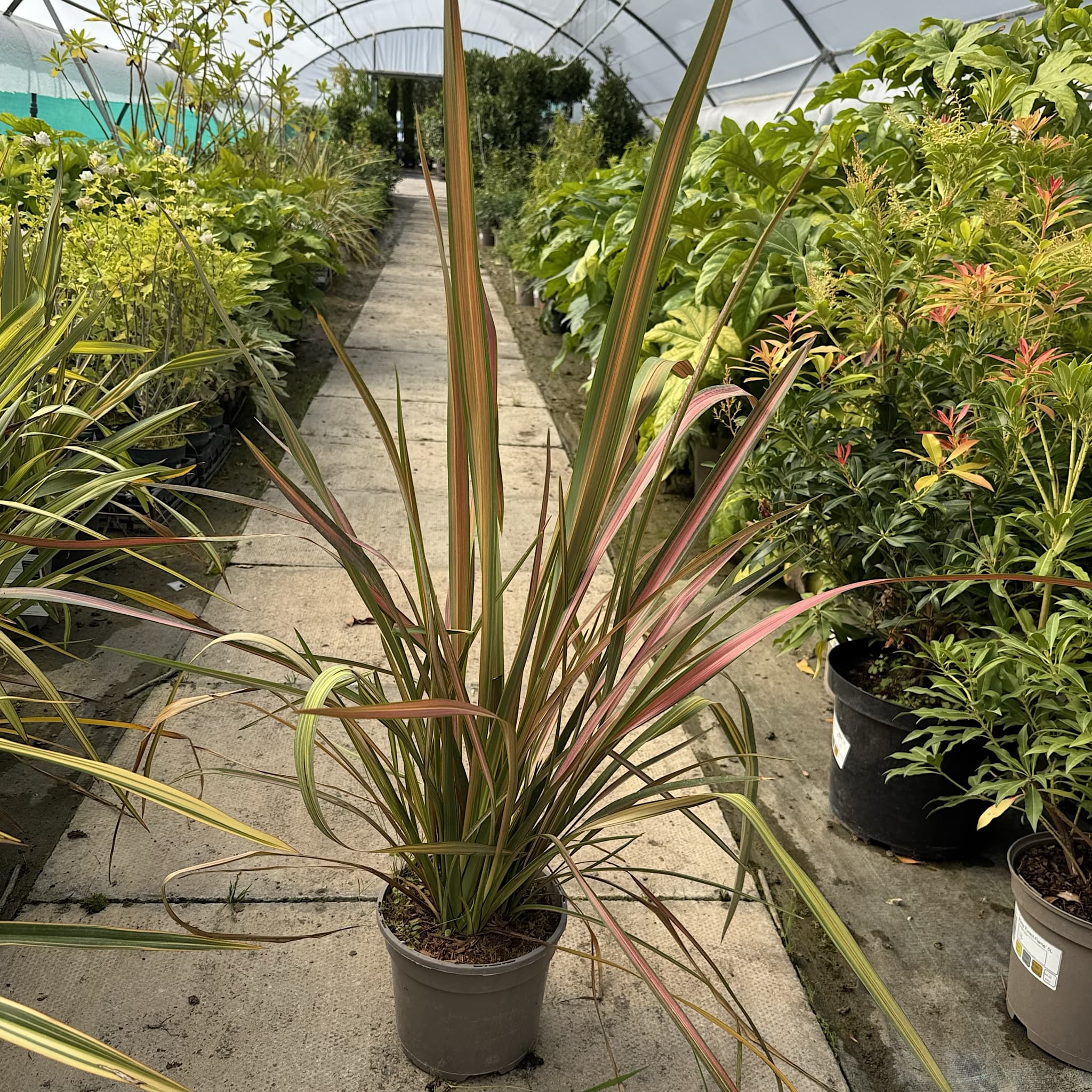 Phormium 'Jester'