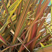 Phormium 'Jester'