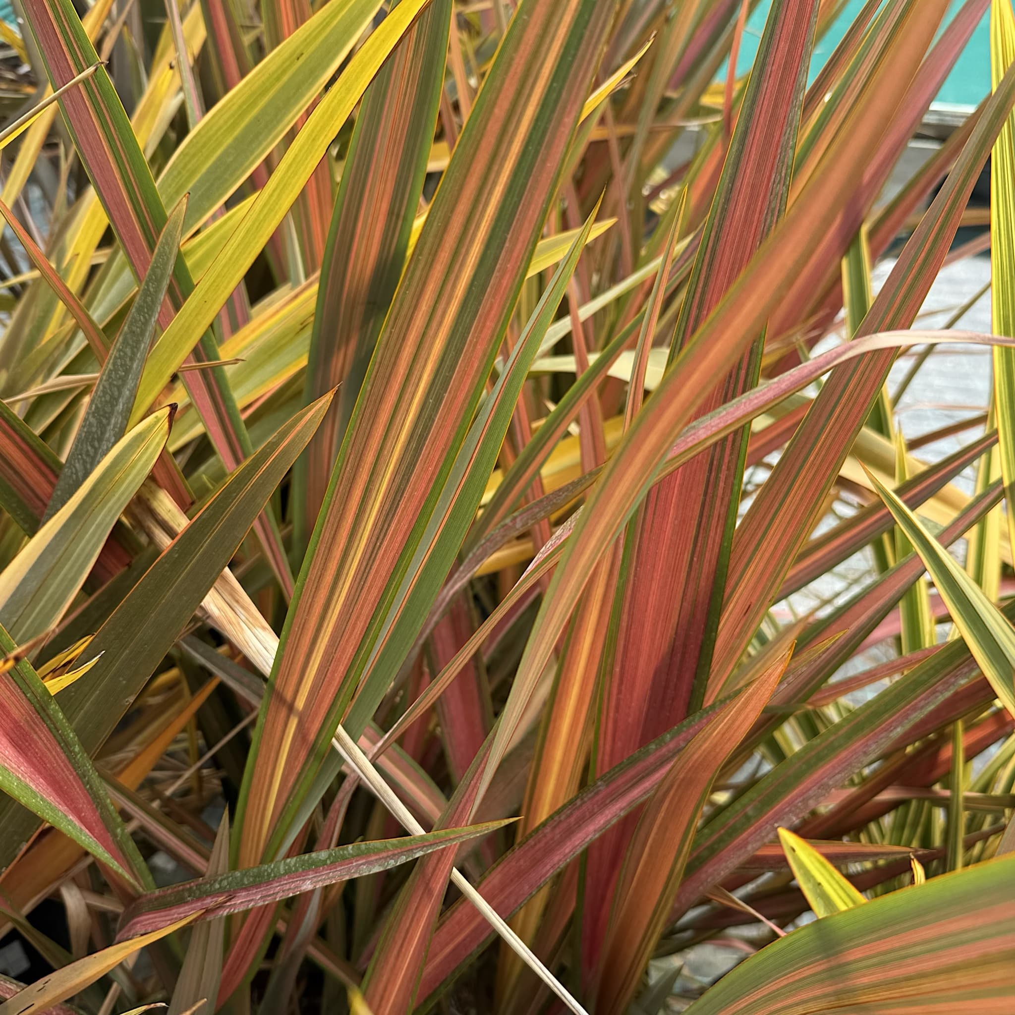 Phormium 'Jester'