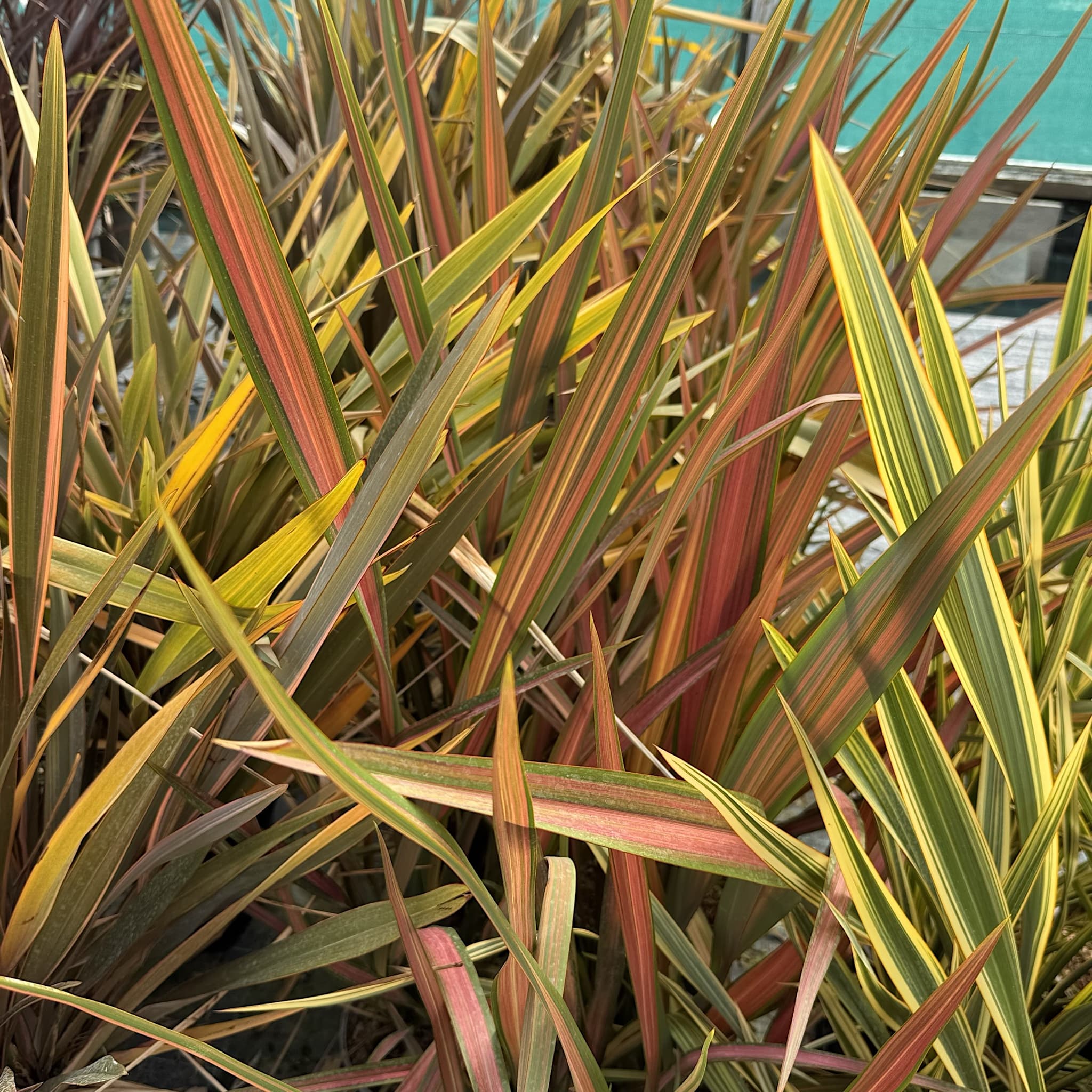 Phormium 'Jester'