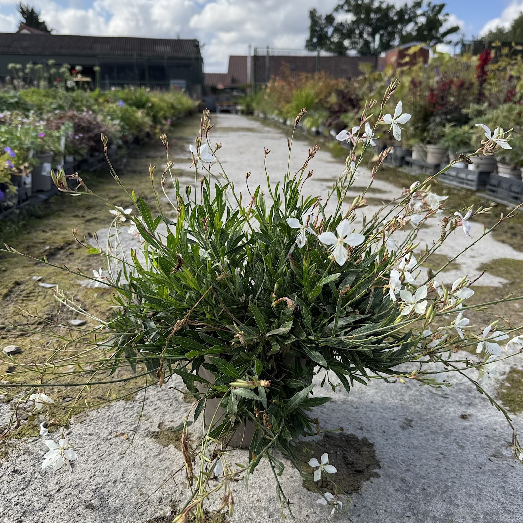 Gaura lind. 'Whirling Butterflies'
