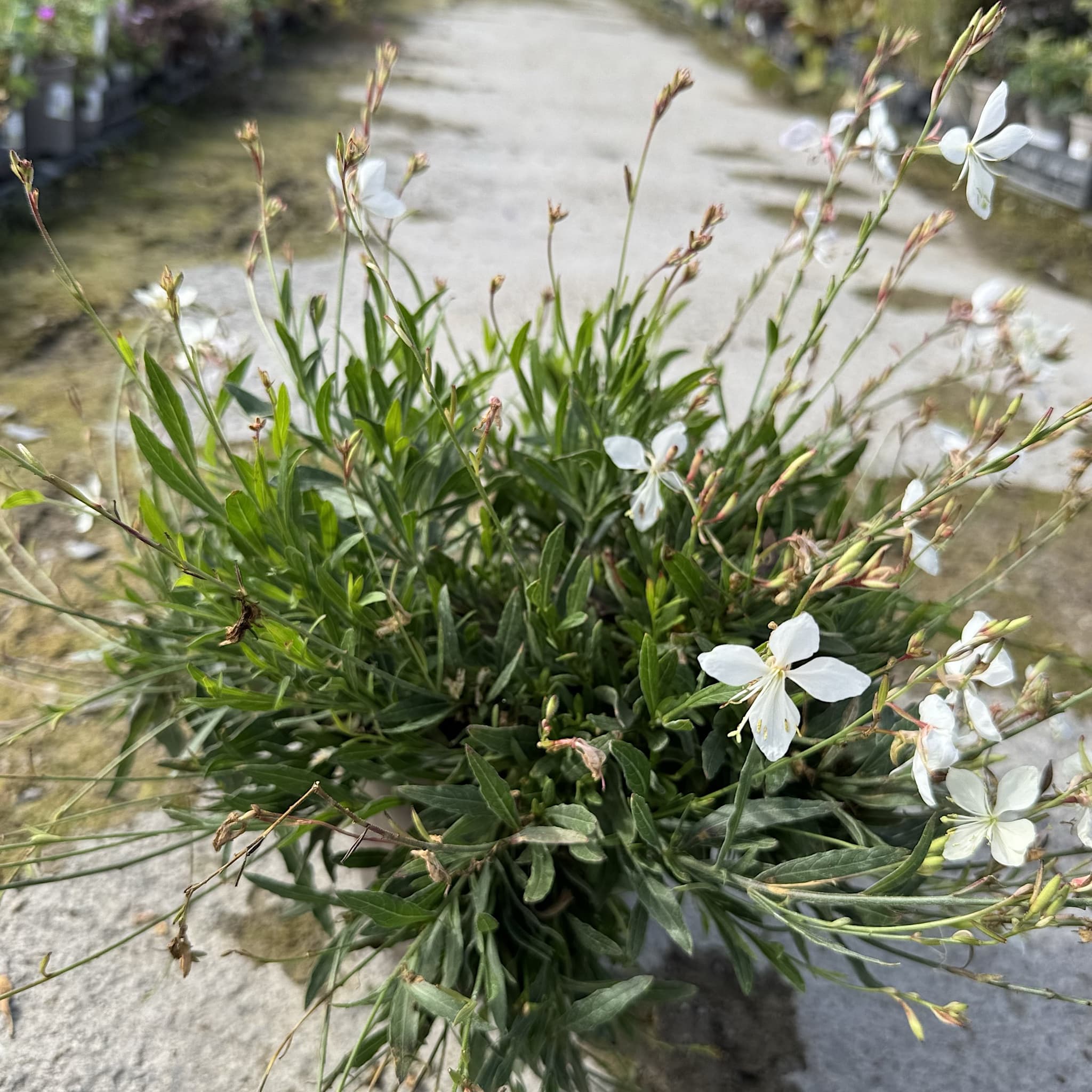 Gaura lind. 'Whirling Butterflies'