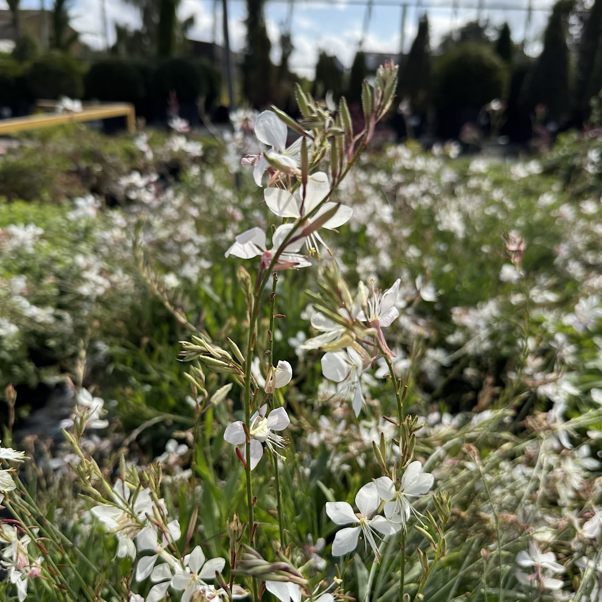 Gaura lind. 'Whirling Butterflies'