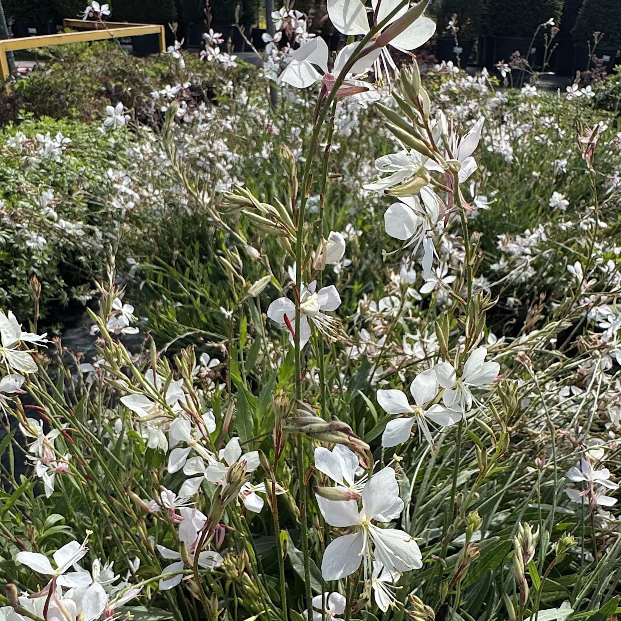 Gaura lind. 'Whirling Butterflies'