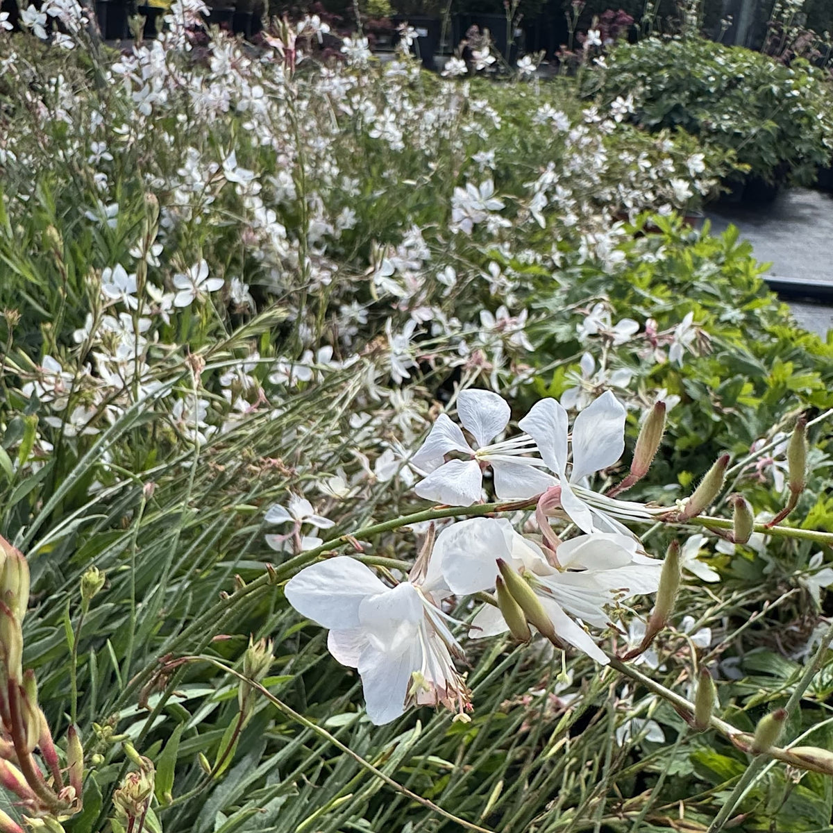 Gaura lind. 'Whirling Butterflies'