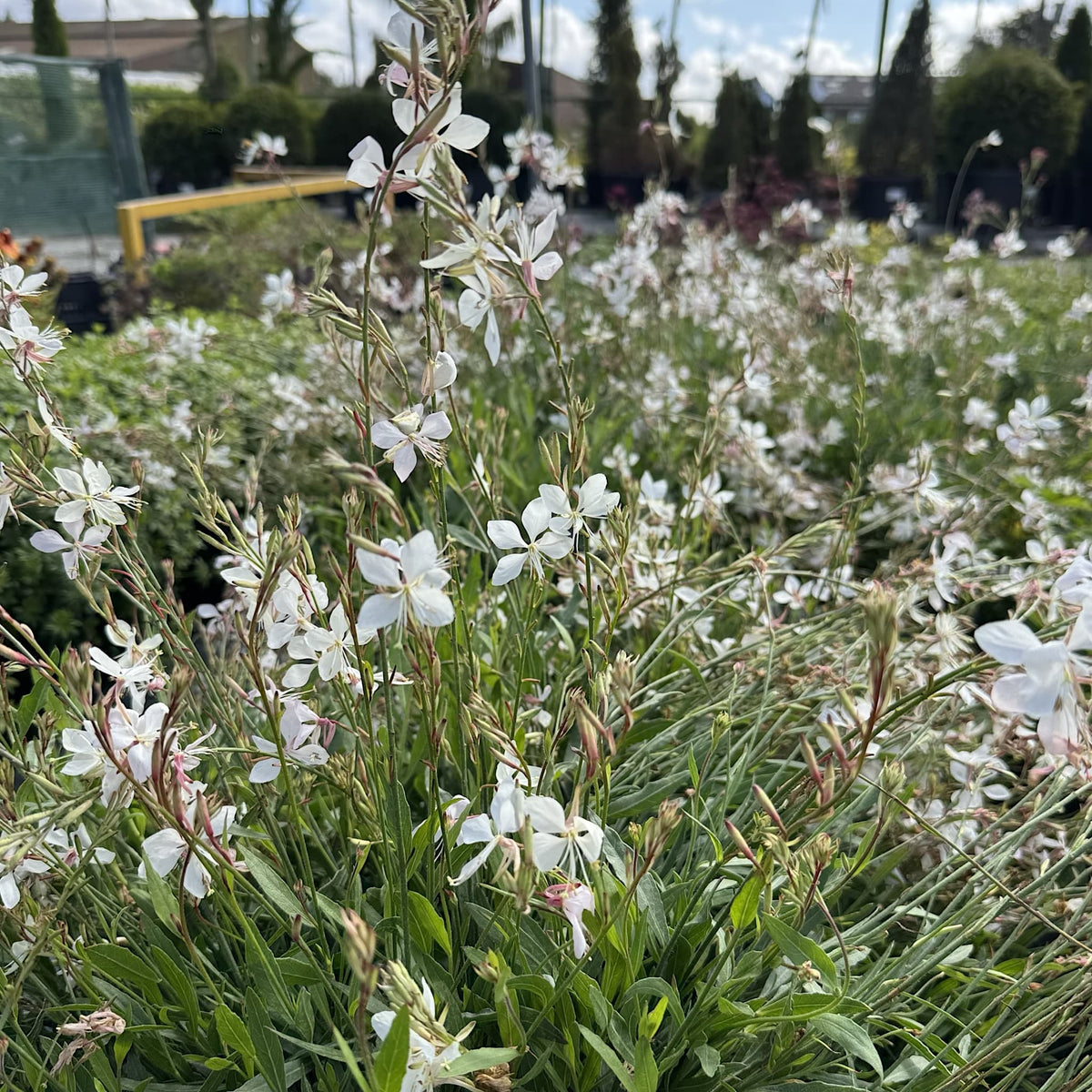 Gaura lind. 'Whirling Butterflies'