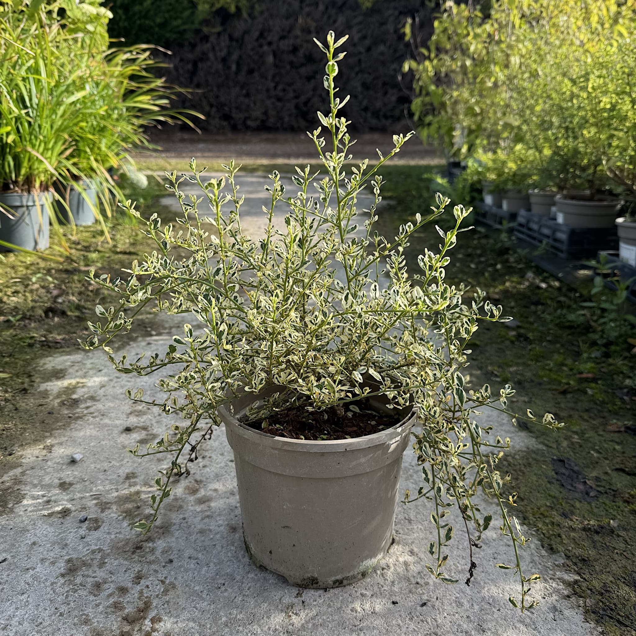 Ceanothus 'Cool Blue'