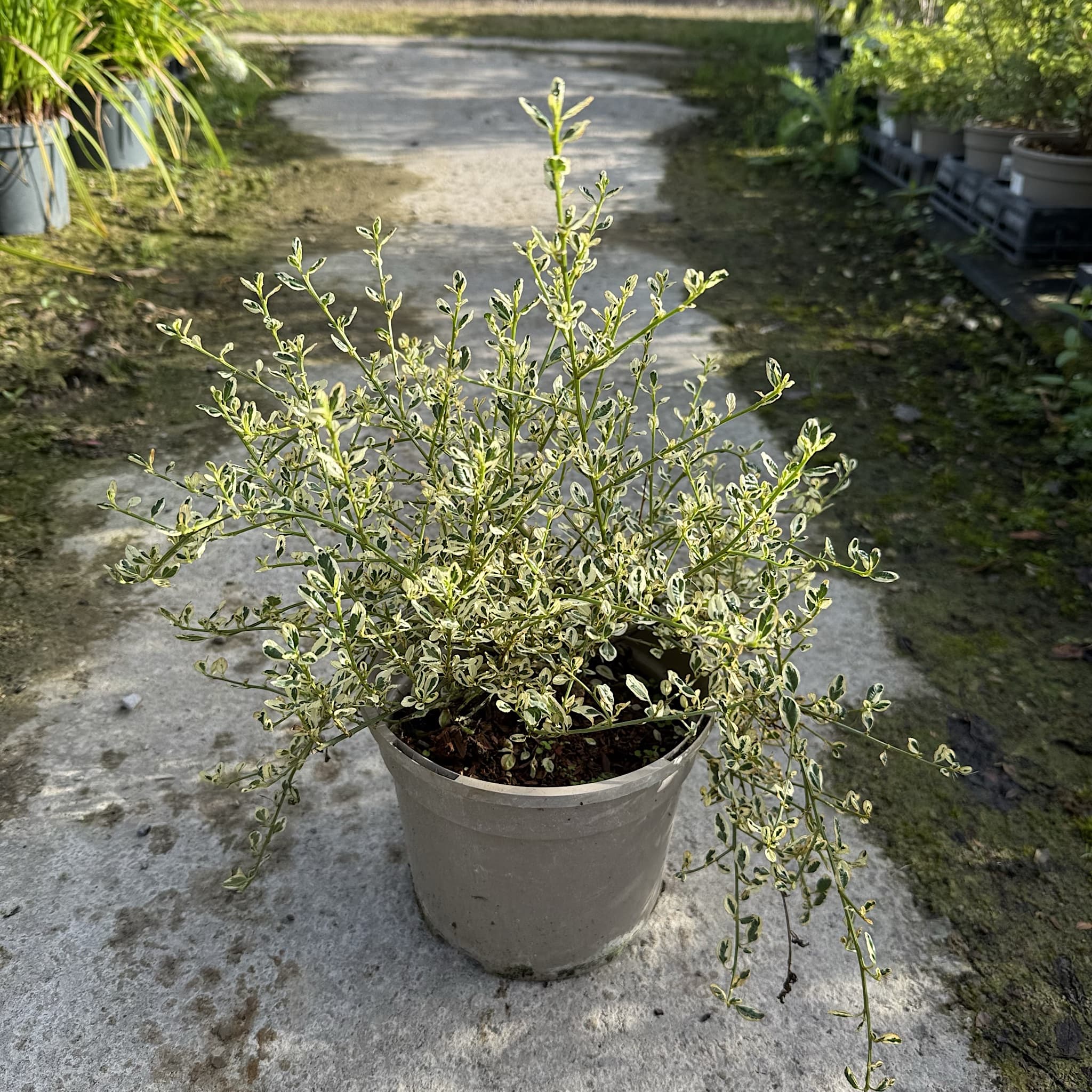 Ceanothus 'Cool Blue'