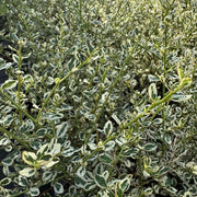 Ceanothus 'Cool Blue'