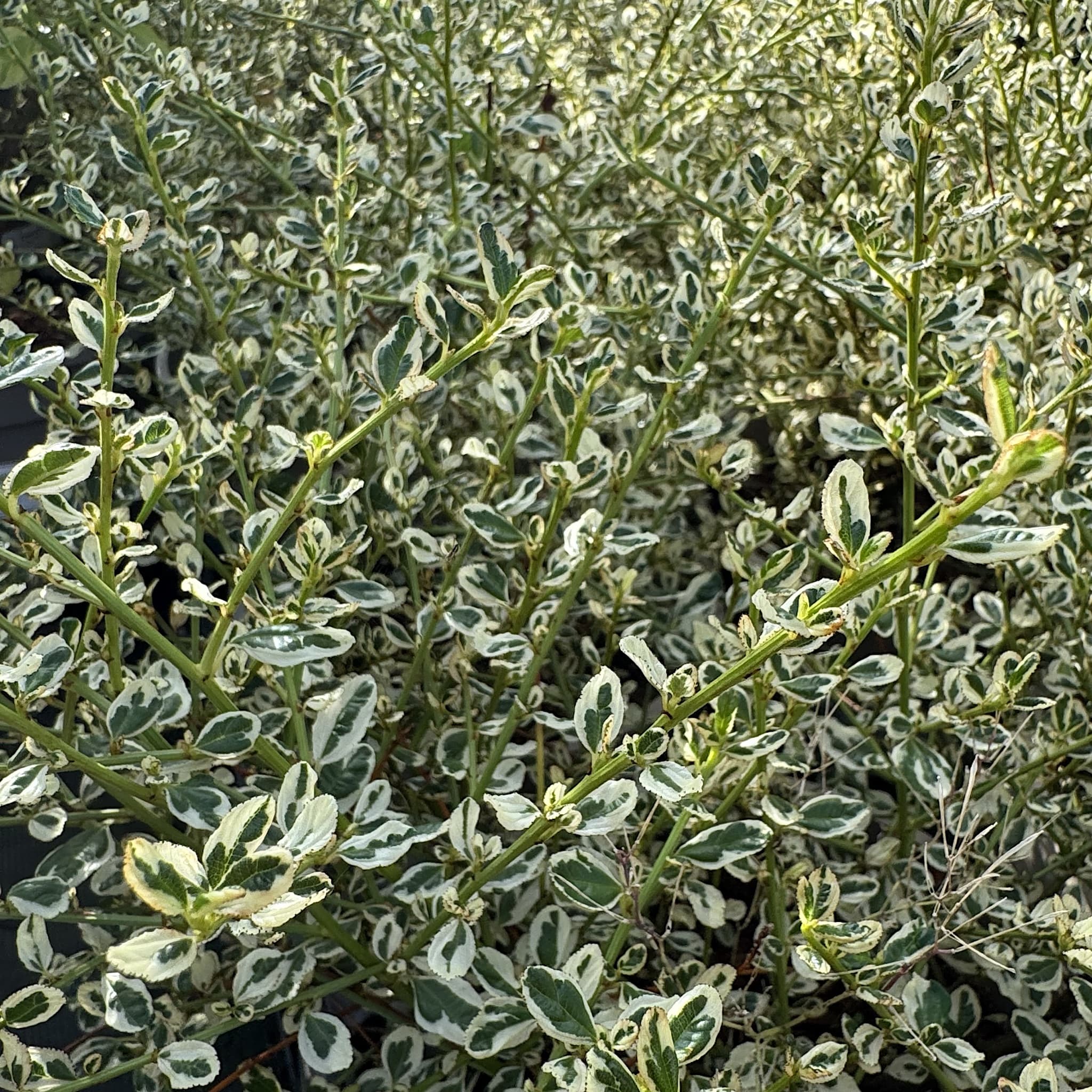 Ceanothus 'Cool Blue'