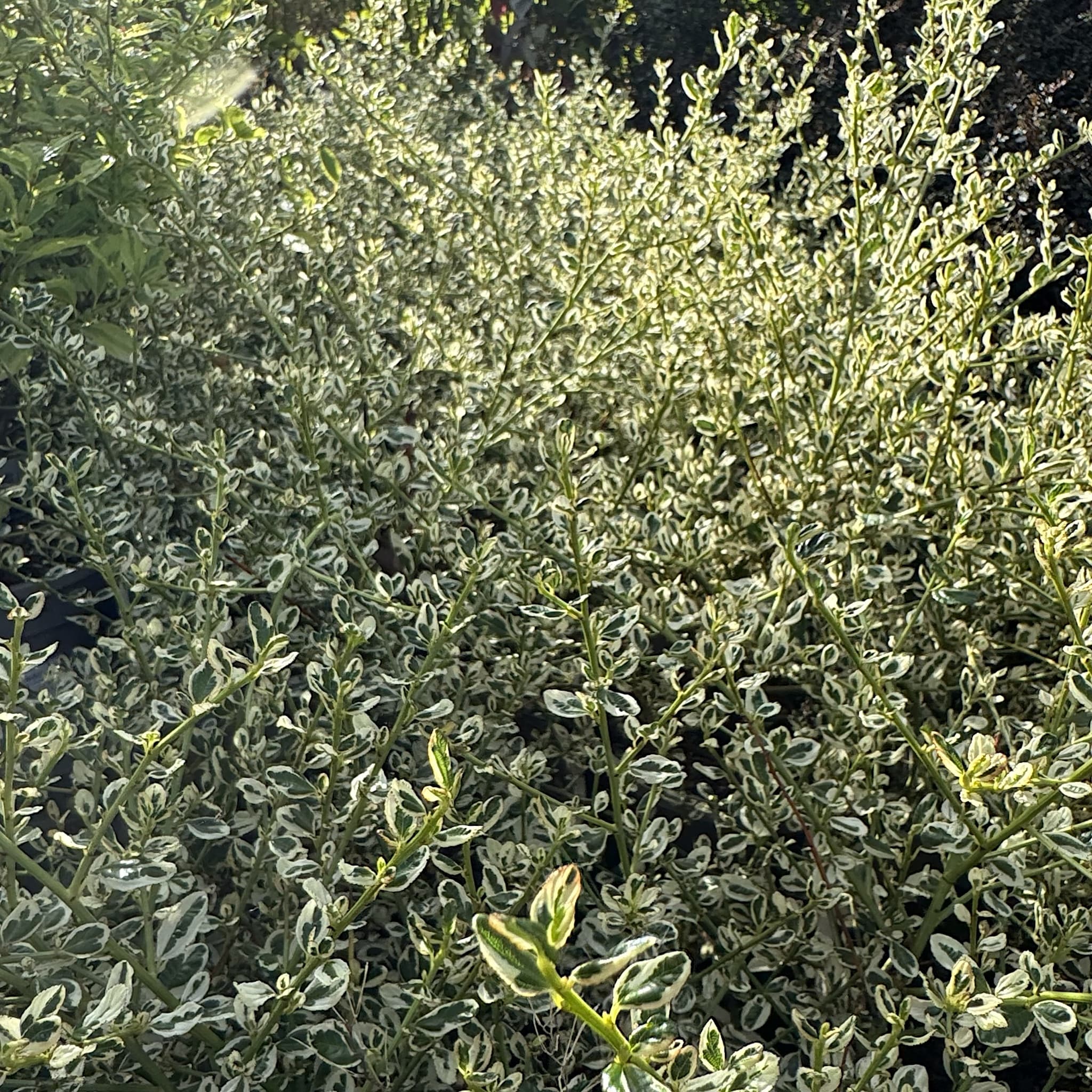 Ceanothus 'Cool Blue'