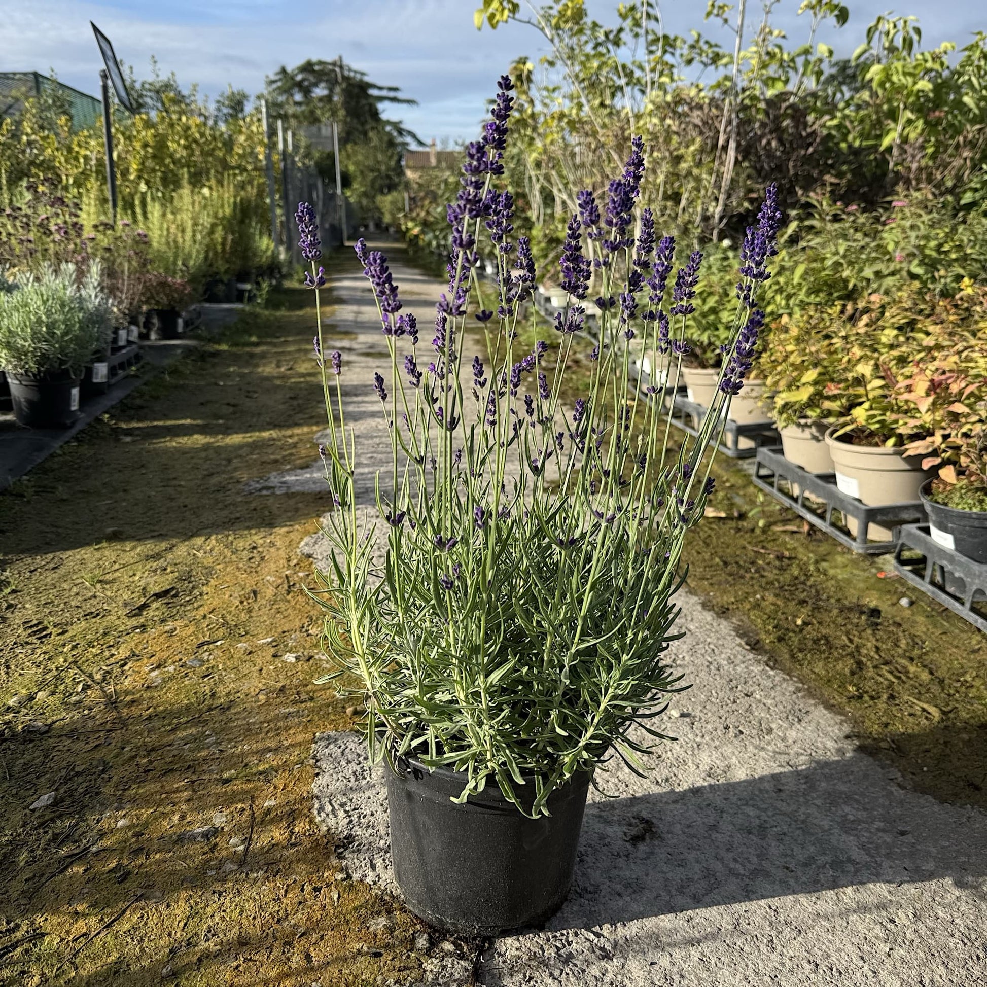 Lavandula 'Hidcote'