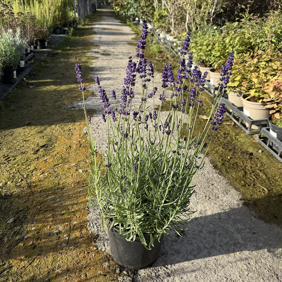 Lavandula 'Hidcote'