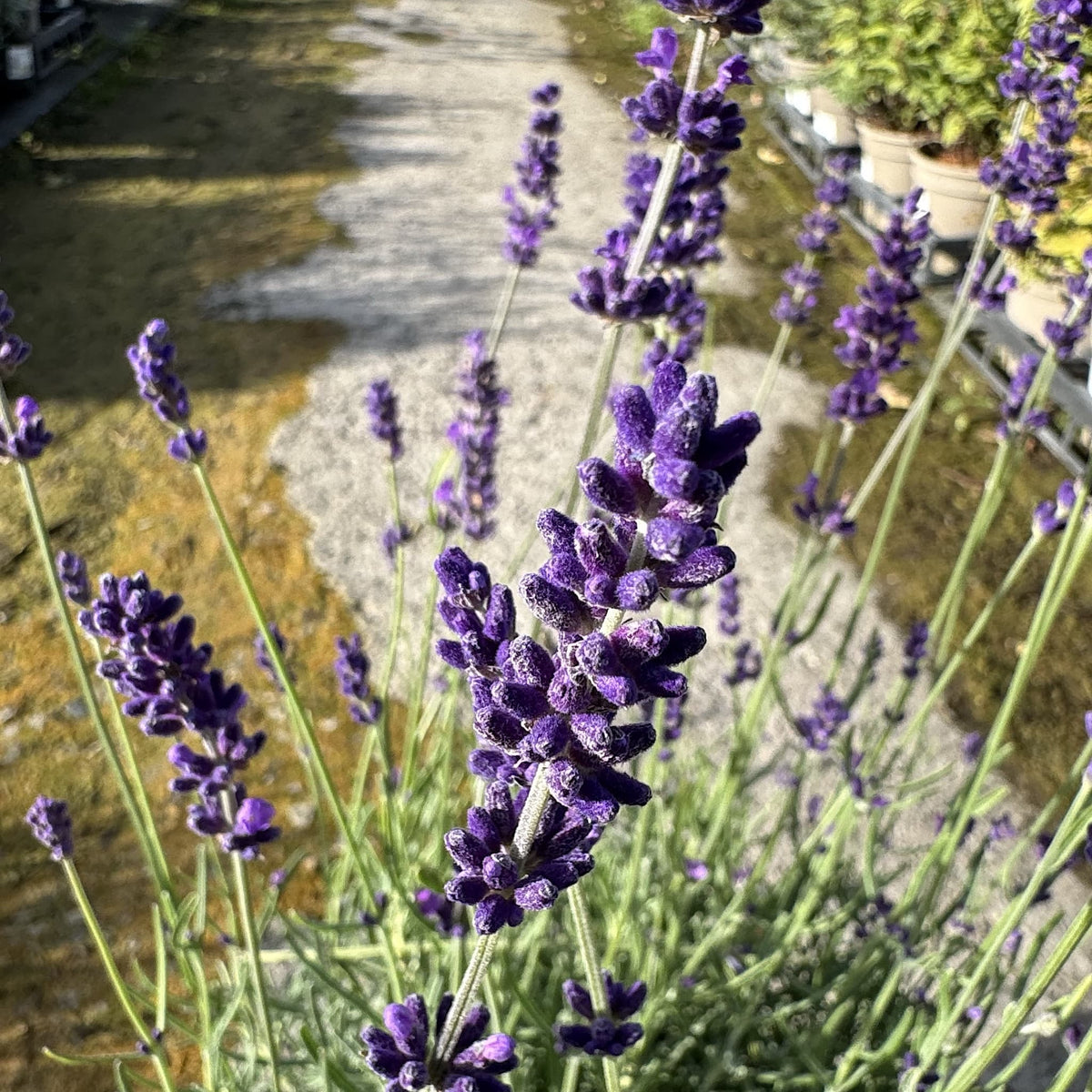 Lavandula 'Hidcote'