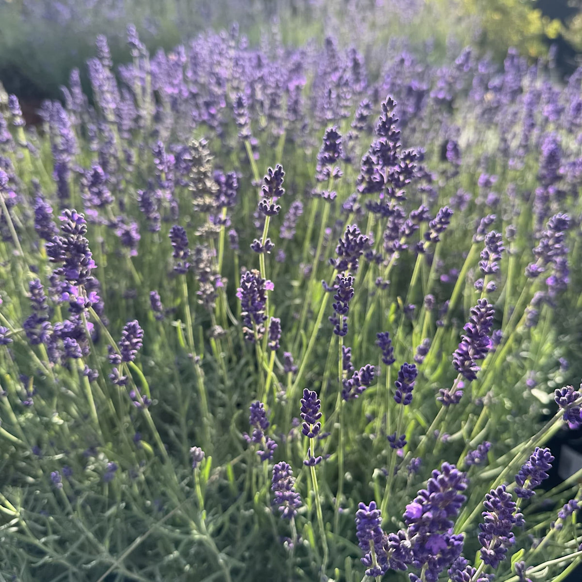 Lavandula 'Hidcote'